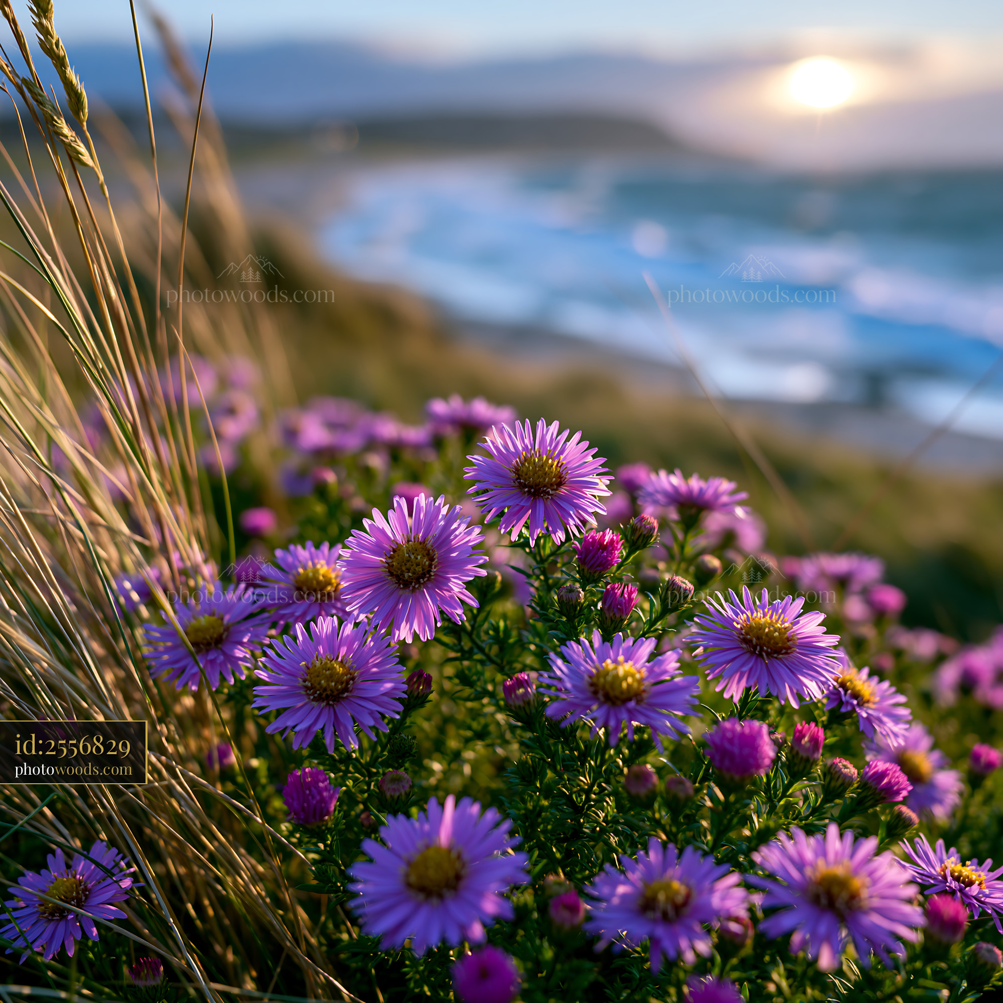 Purple Flowers Growing Near the Beach at Sunset