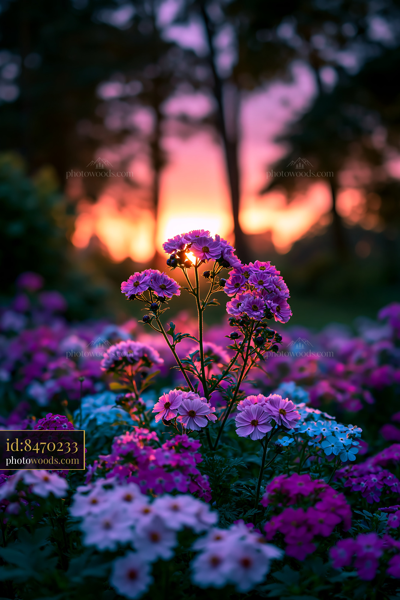 Flowers Bloom at Sunset in a Garden Filled With Colors