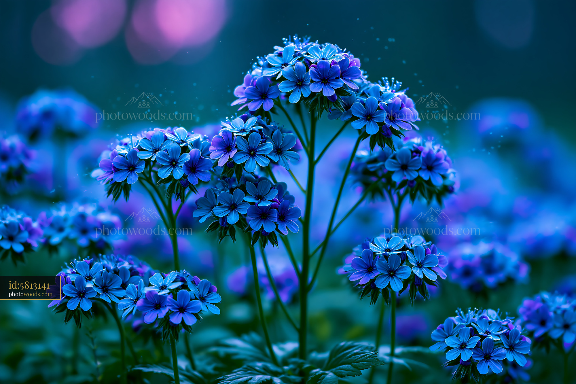 Flowers Bloom in Garden During Twilight With Soft Light