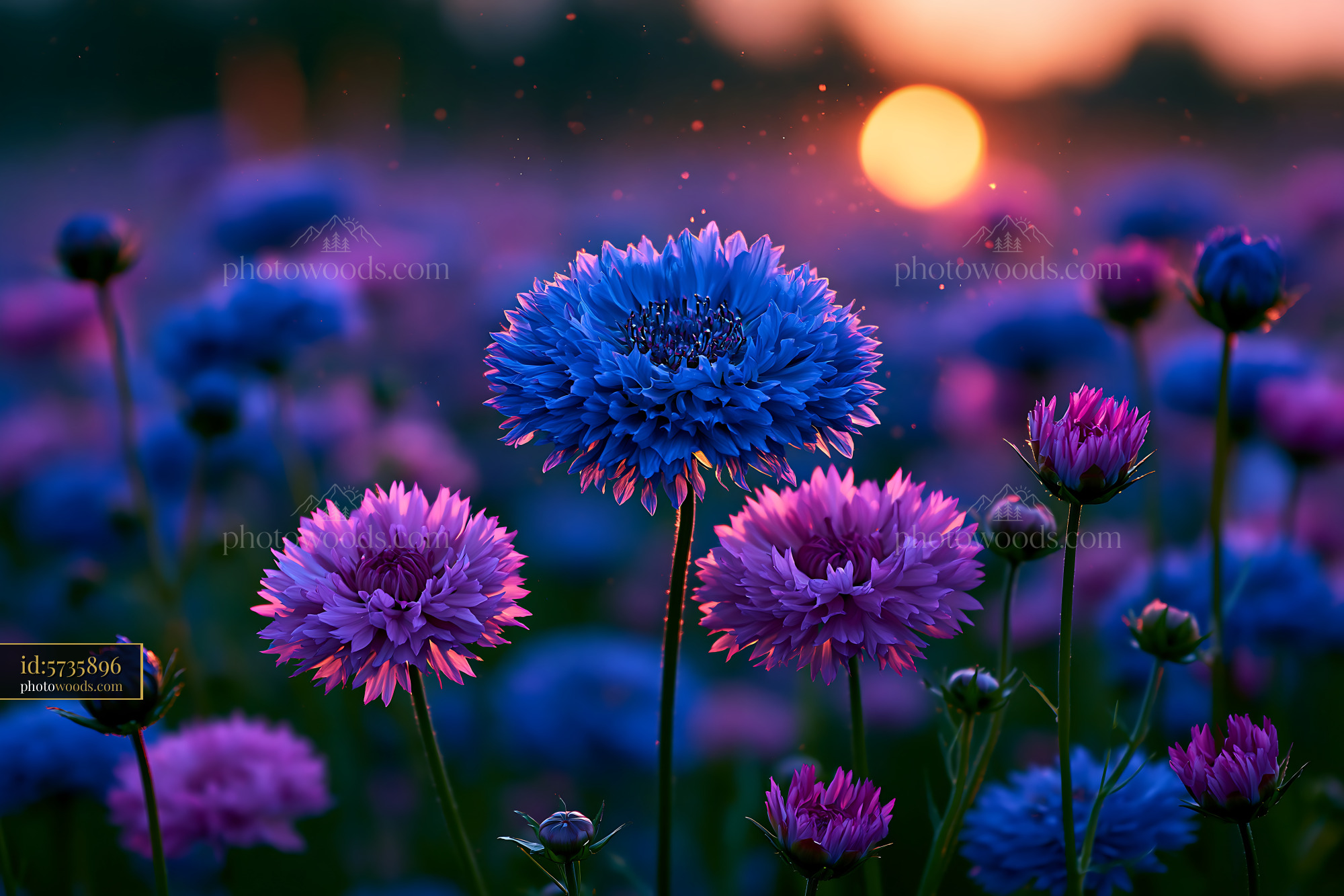 Flowers Bloom in Purple and Blue Under Sunset Light