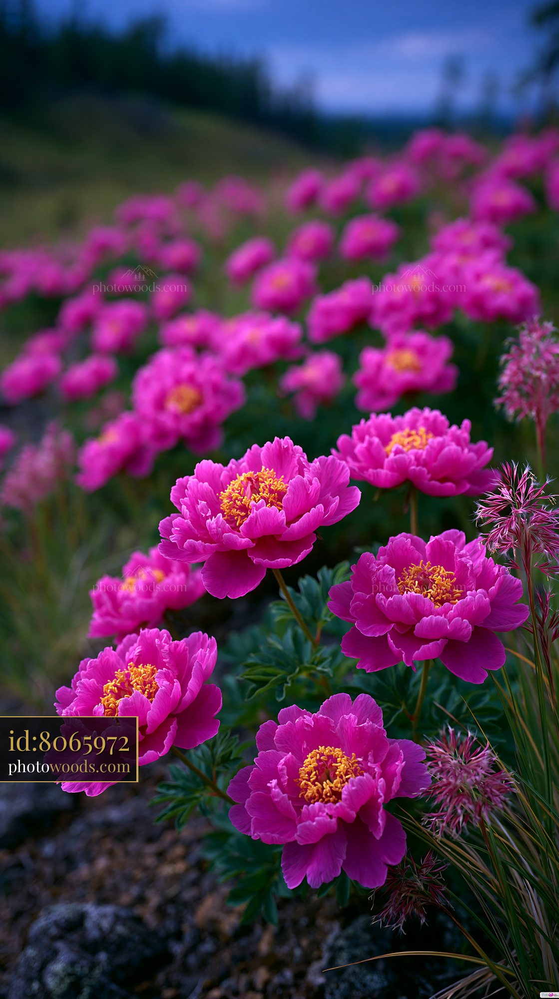 Wild Peonies on a Stony Slope in a Meadow During Sunset