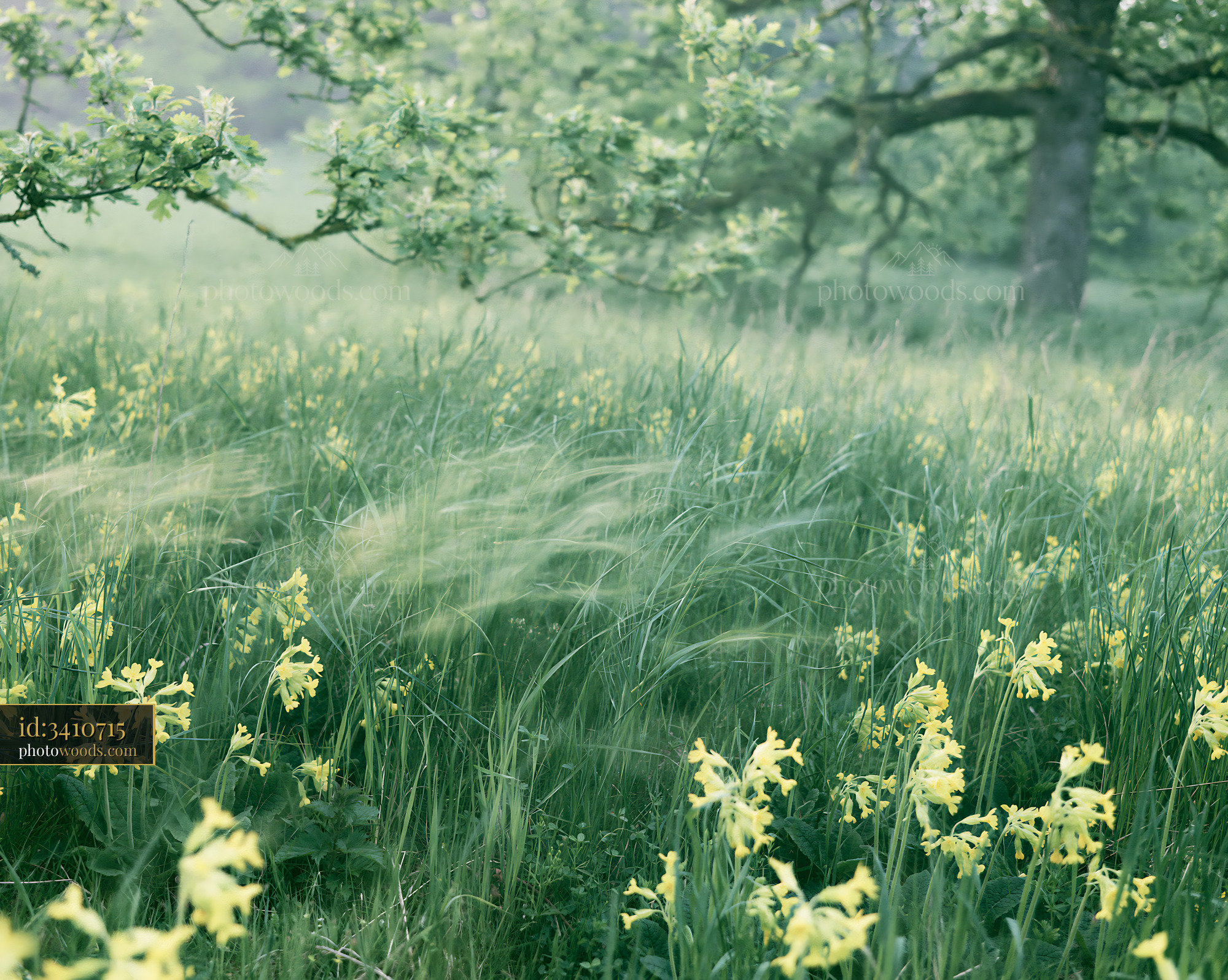Cowslip Wildflowers Blooming in a Misty Meadow Under Soft Light