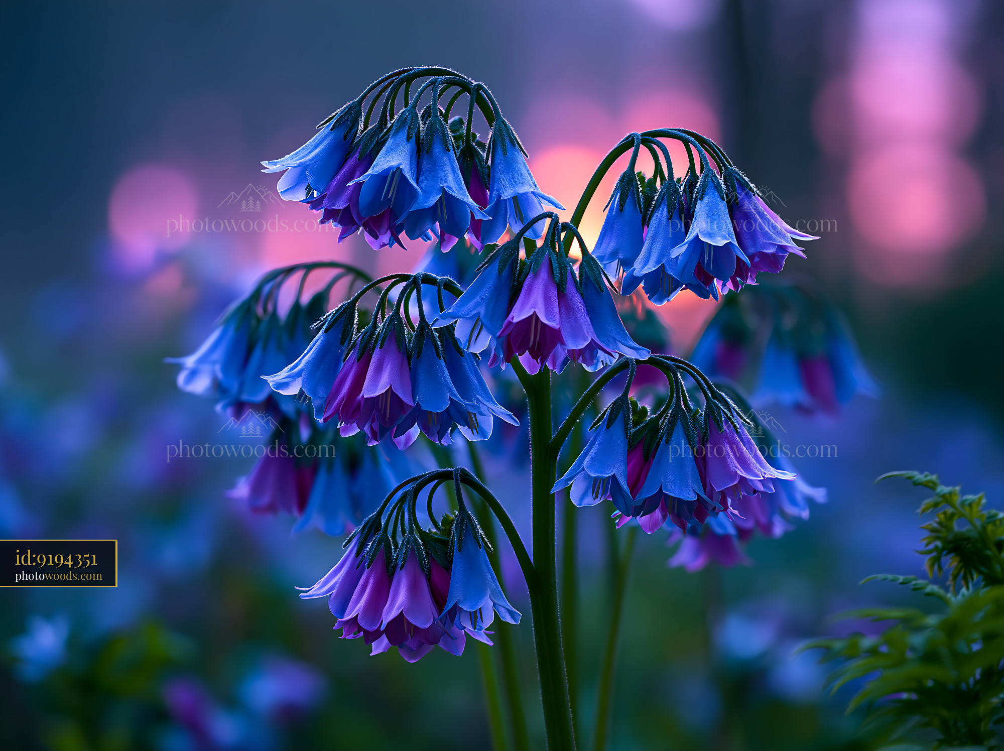 Blue and Pink Flowers Bloom in the Garden at Dusk