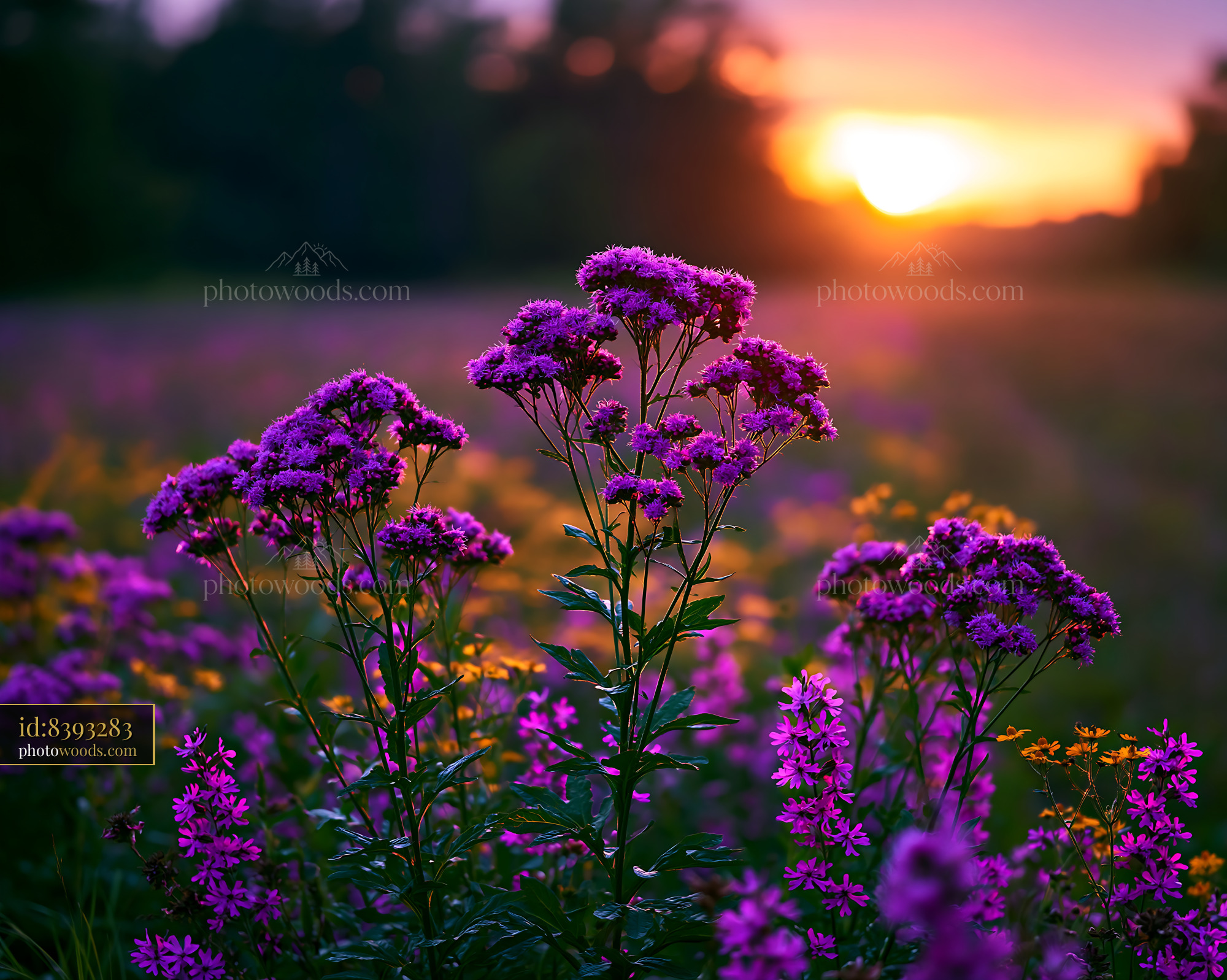 Purple Flowers Bloom at Sunset in a Vibrant Field of Color