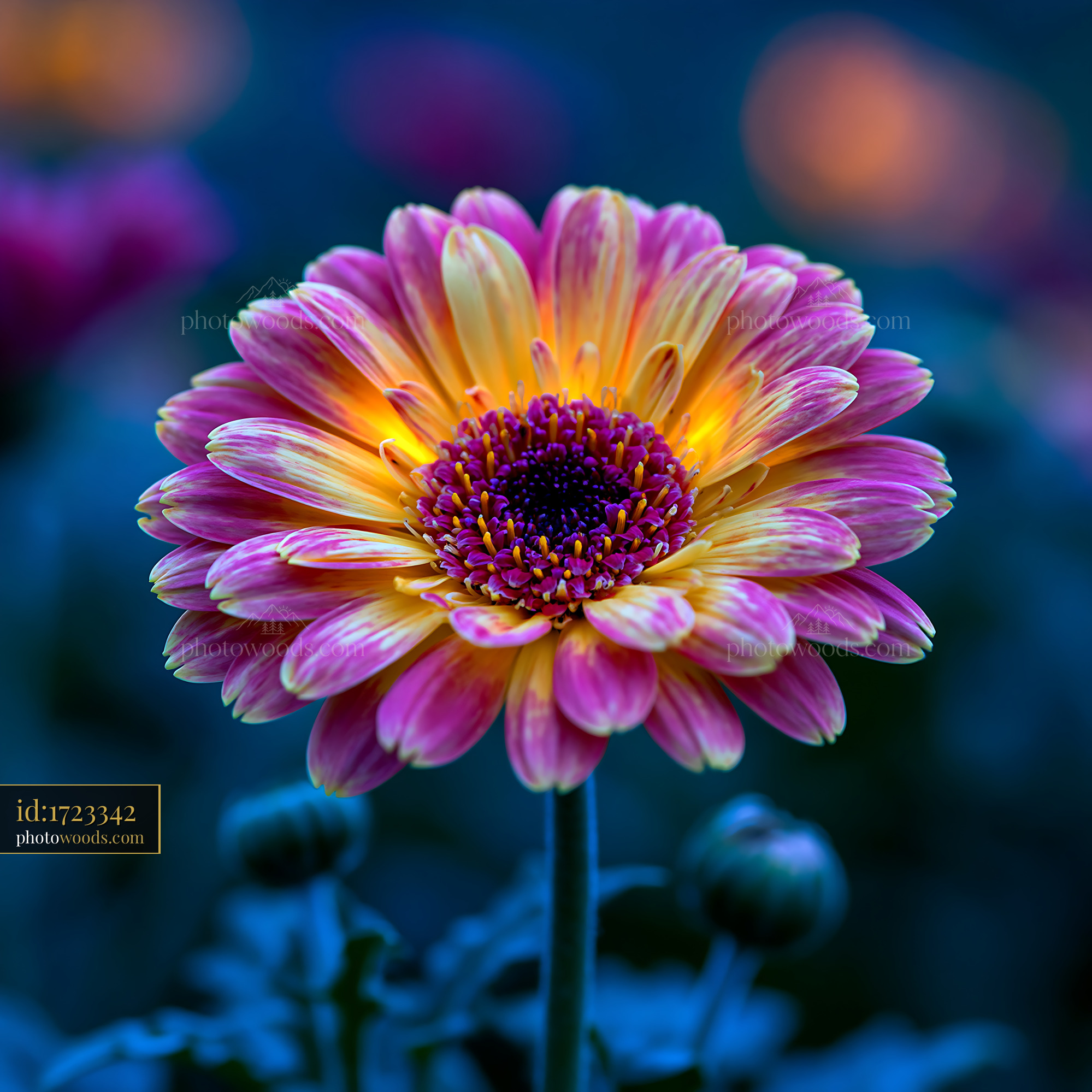 Flower Blooms in Garden Showing Vibrant Colors and Details