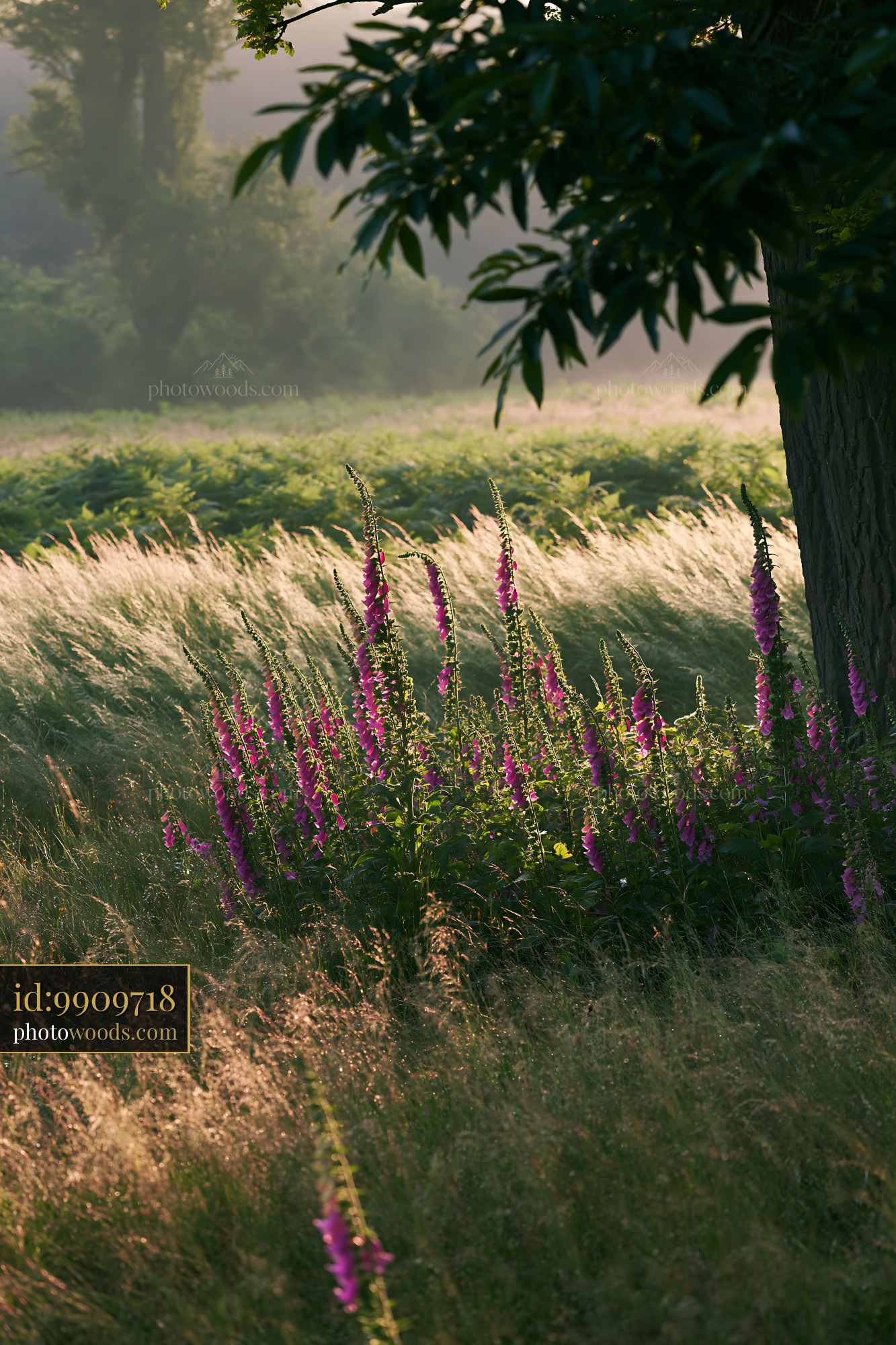 Foxglove Blooms in Meadow Under Soft Morning Light