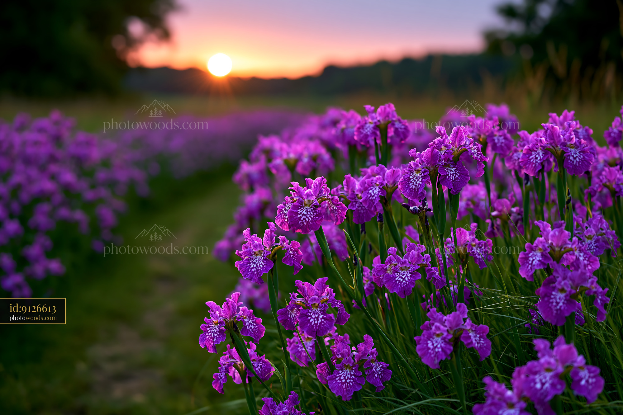 Checkered Iris Flowers at Sunset in a Meadow
