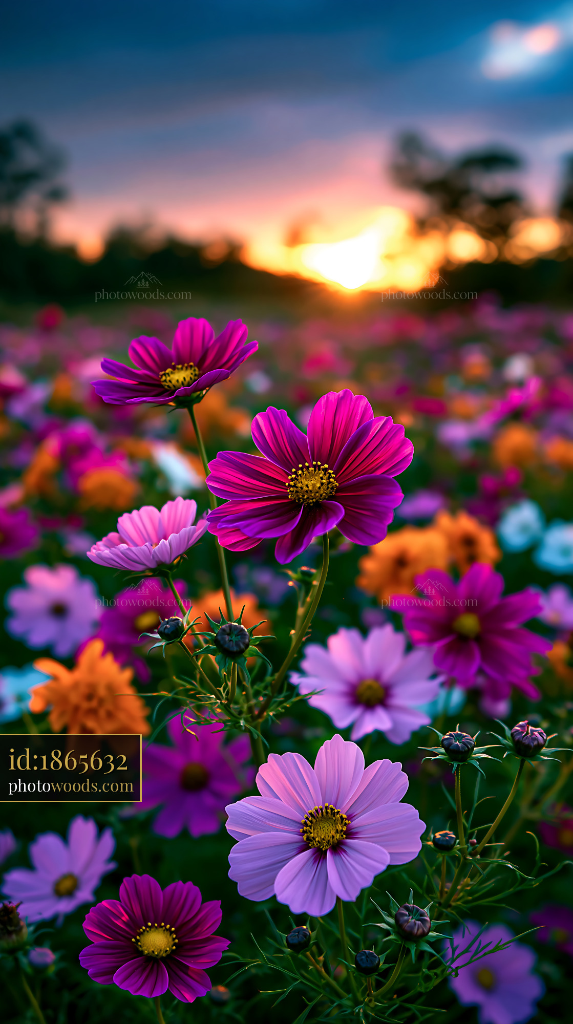 Flowers Bloom in a Vibrant Field at Sunset With Colorful Petals