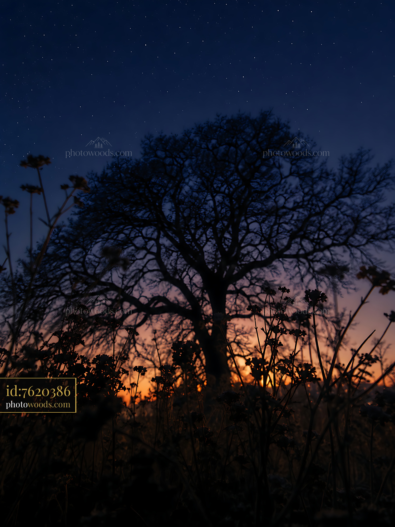 Tree Stands Tall Under Night Sky Filled With Stars and Twilight Glow
