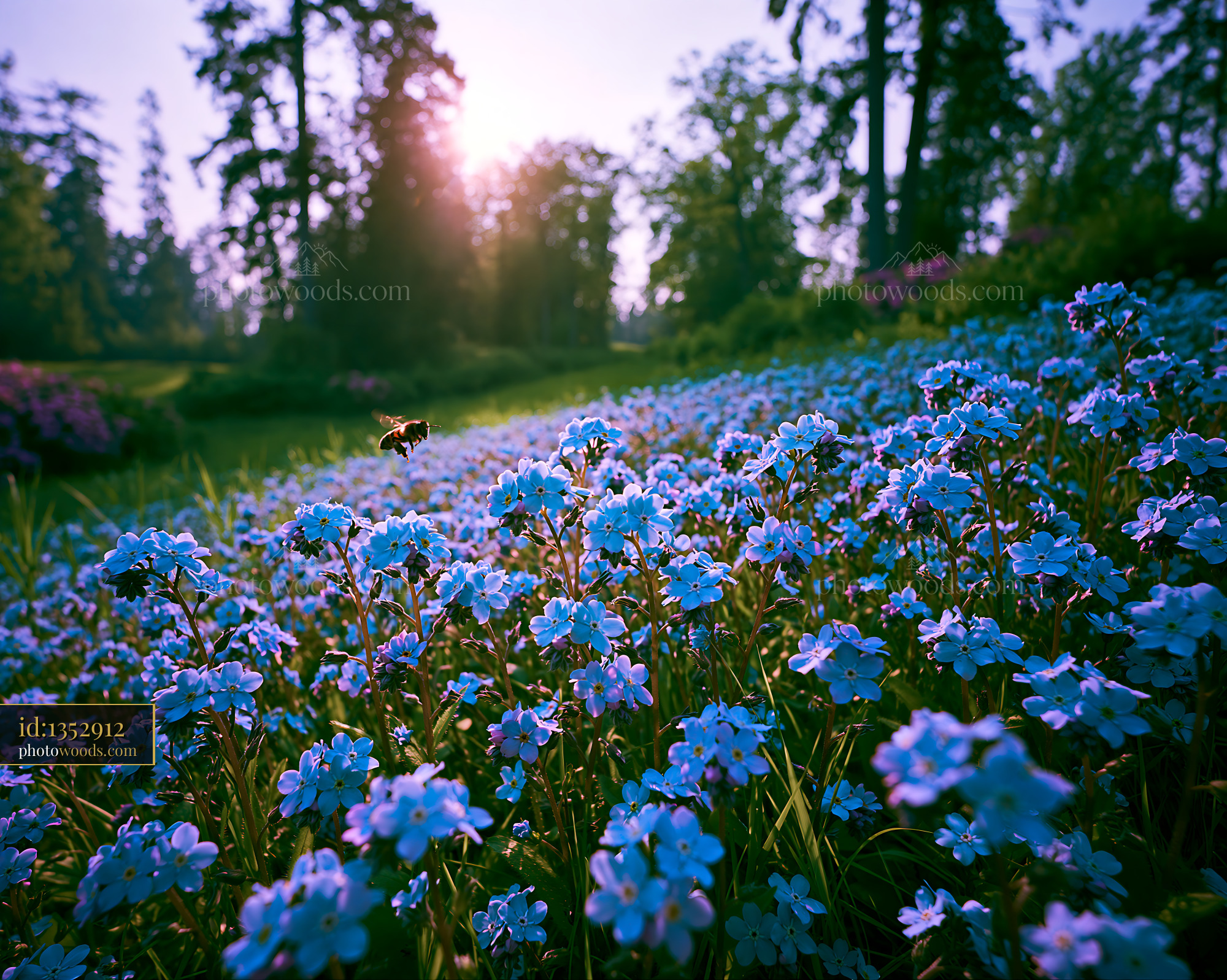 Forget-me-not Flowers Blooming in a Forest Meadow at Sunrise