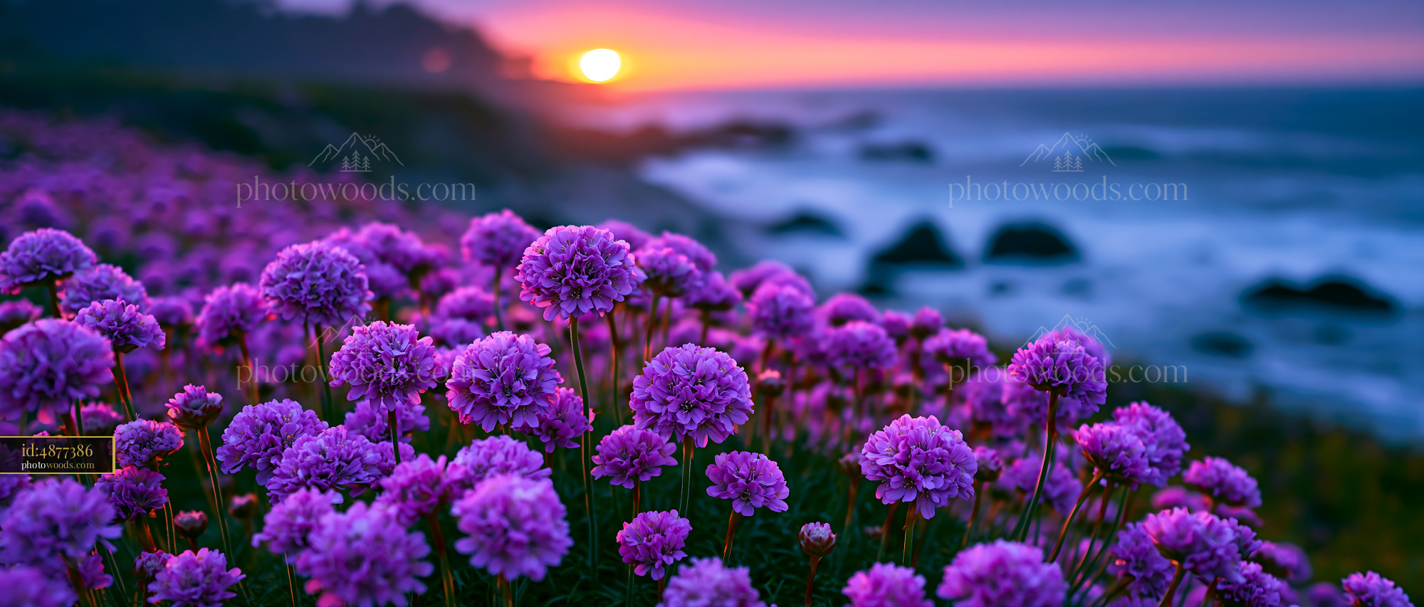 Flowers Bloom by the Ocean as the Sun Sets in the Background