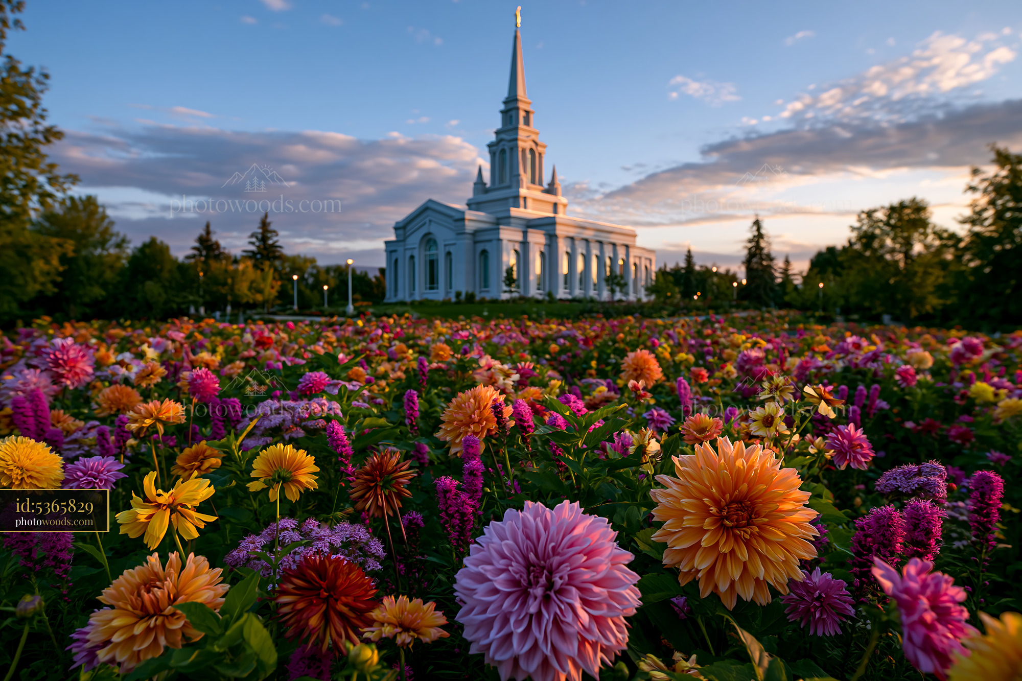 Flowers Blooming in Front of a Church at Sunset in Teton, Wyoming