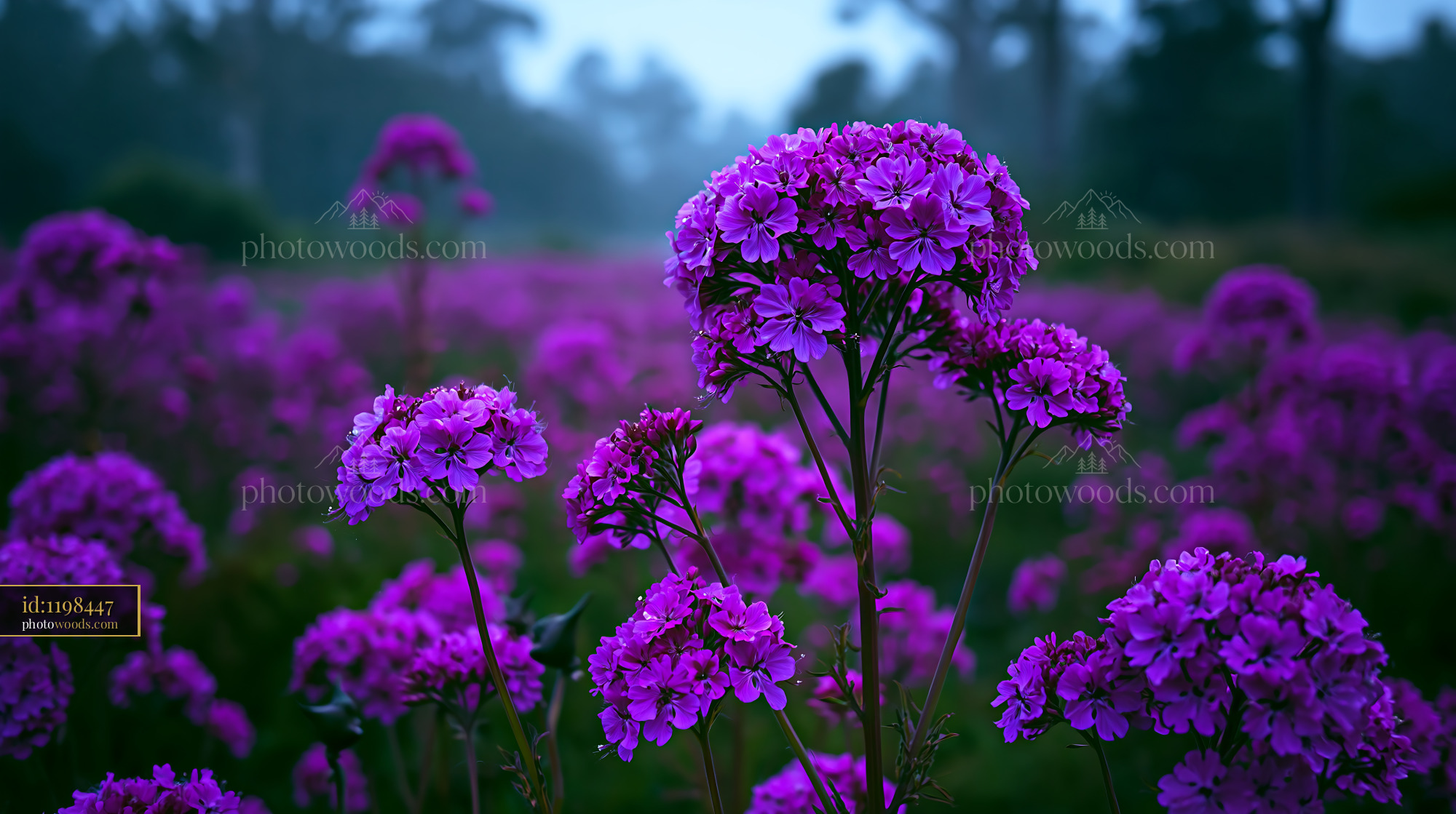 Purple Flowers Bloom in a Field During Dusk Light