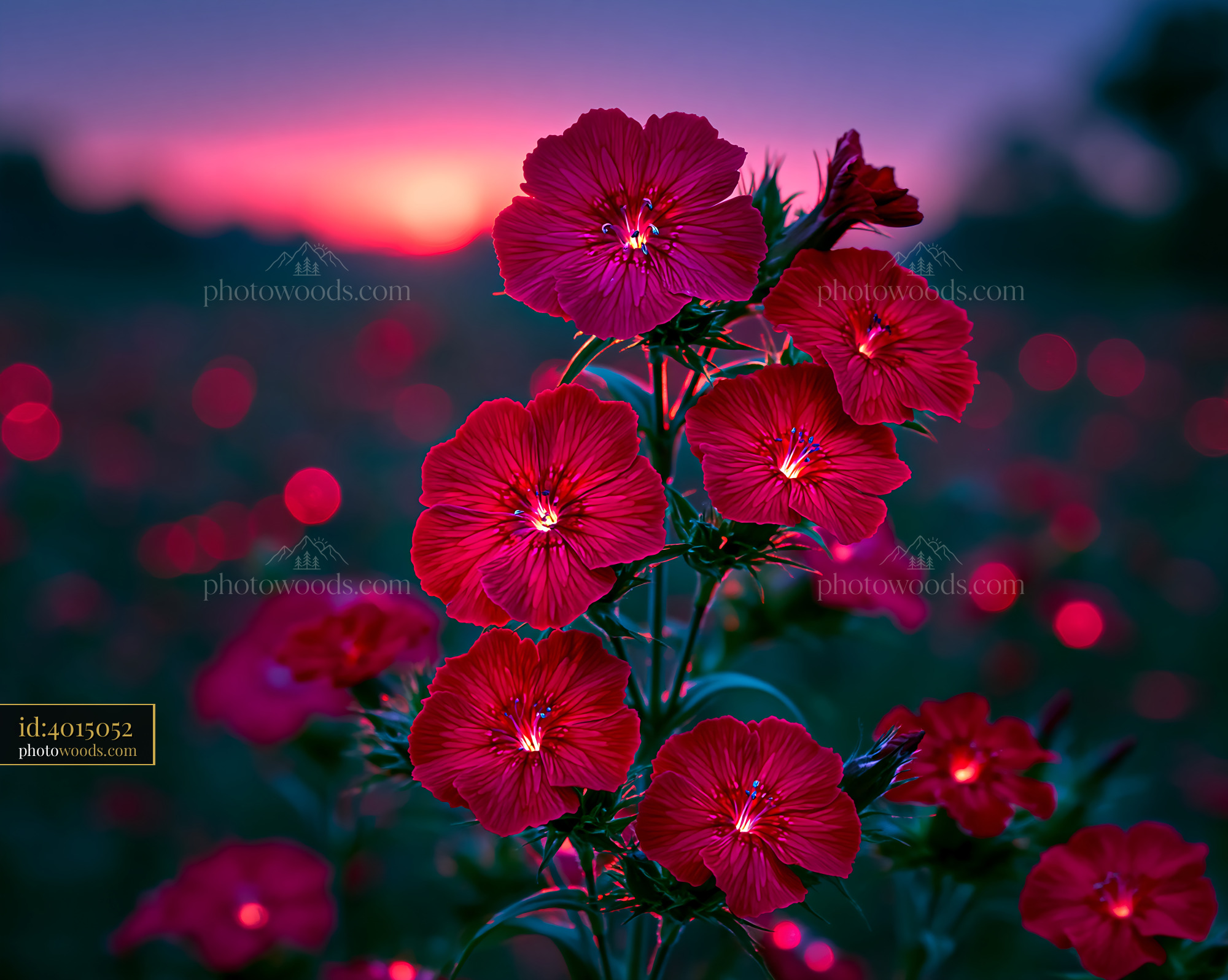 Red Flowers Bloom in Field During Sunset With Soft Light