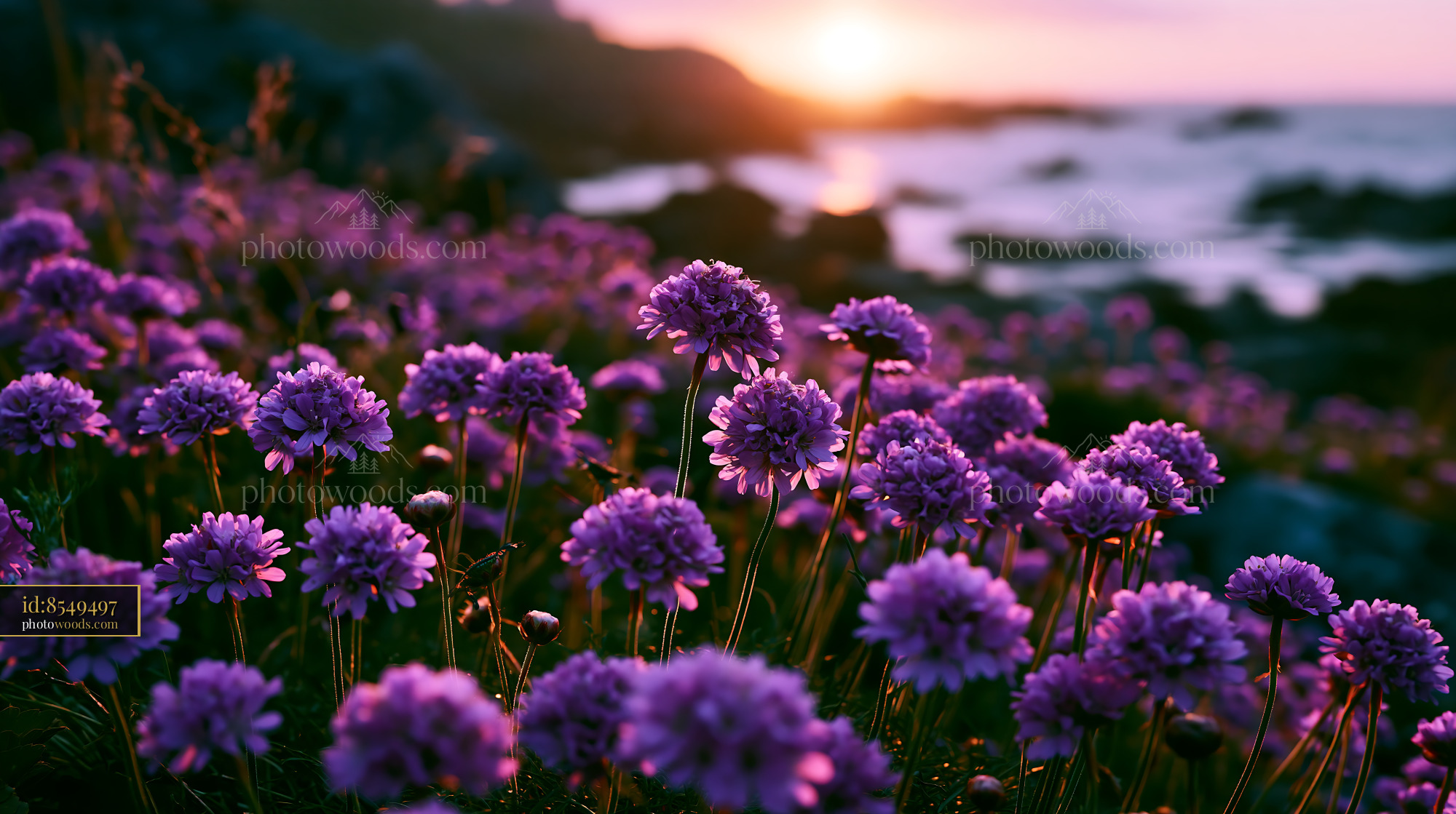 Purple Flowers Bloom by the Rocky Shore at Sunset