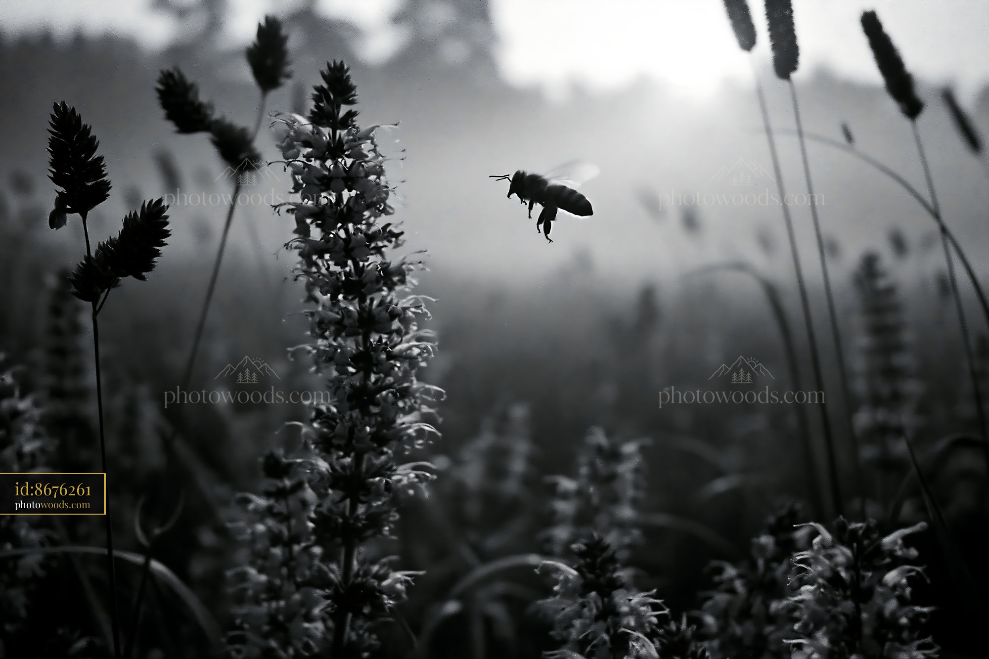 Wildflower Meadow With Bee in Soft Morning Light
