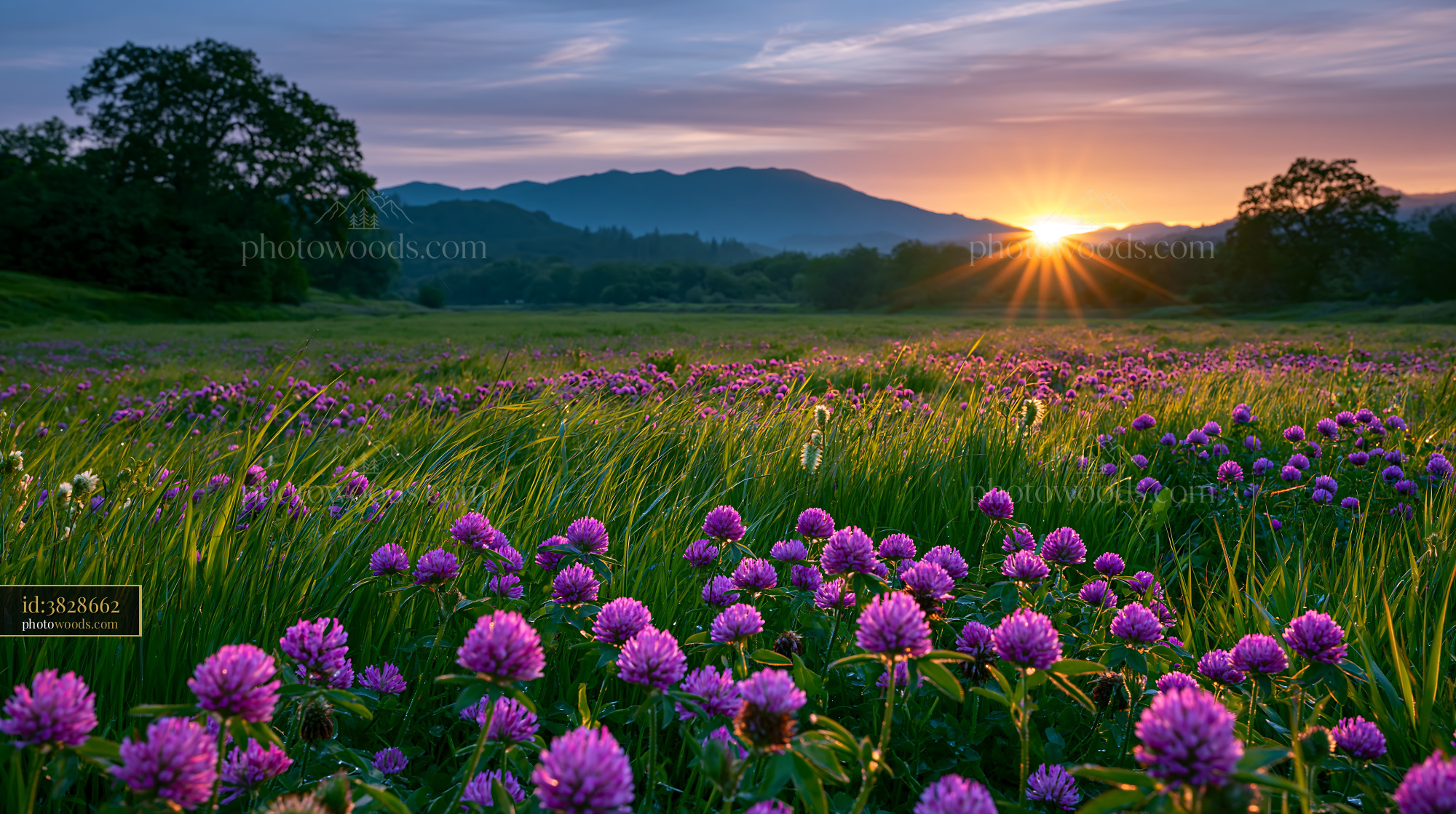 Clover Flowers Blooming in a Meadow at Sunset With Mountains