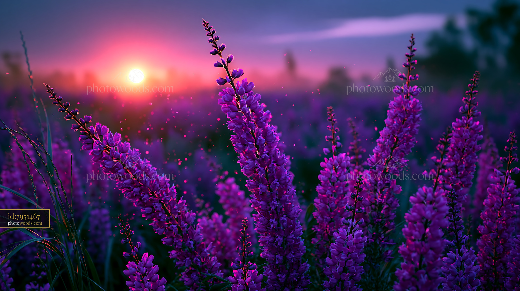 Purple Flowers Blooming With Sunset in the Background