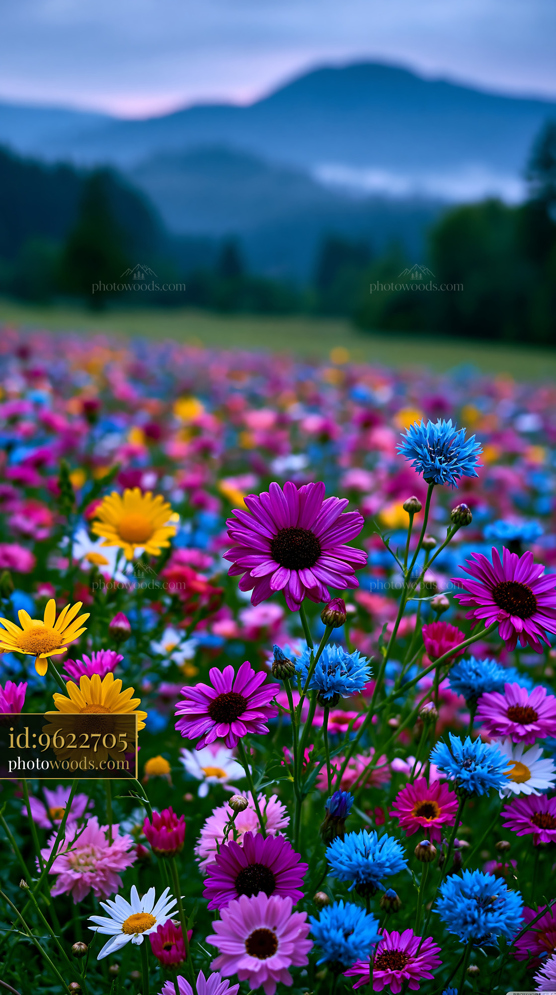 Colorful Flowers Bloom in a Field During Dusk