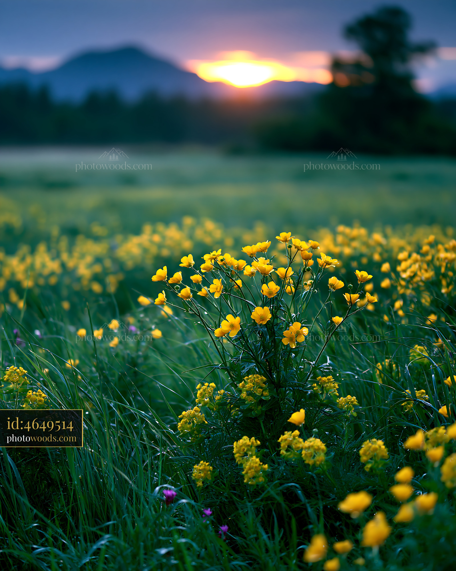 Buttercup Wildflowers Blooming at Sunset in a Meadow