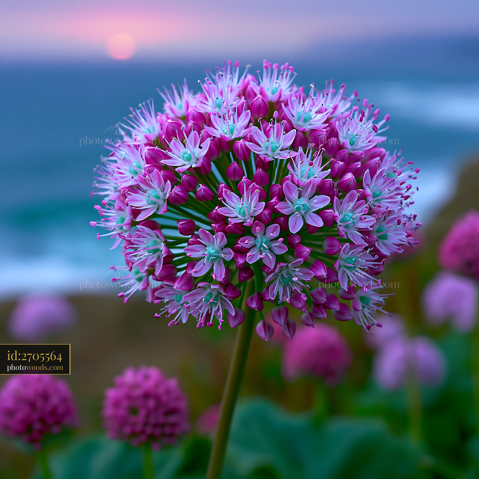 Flower Blooms Near Ocean With Sunset in Background