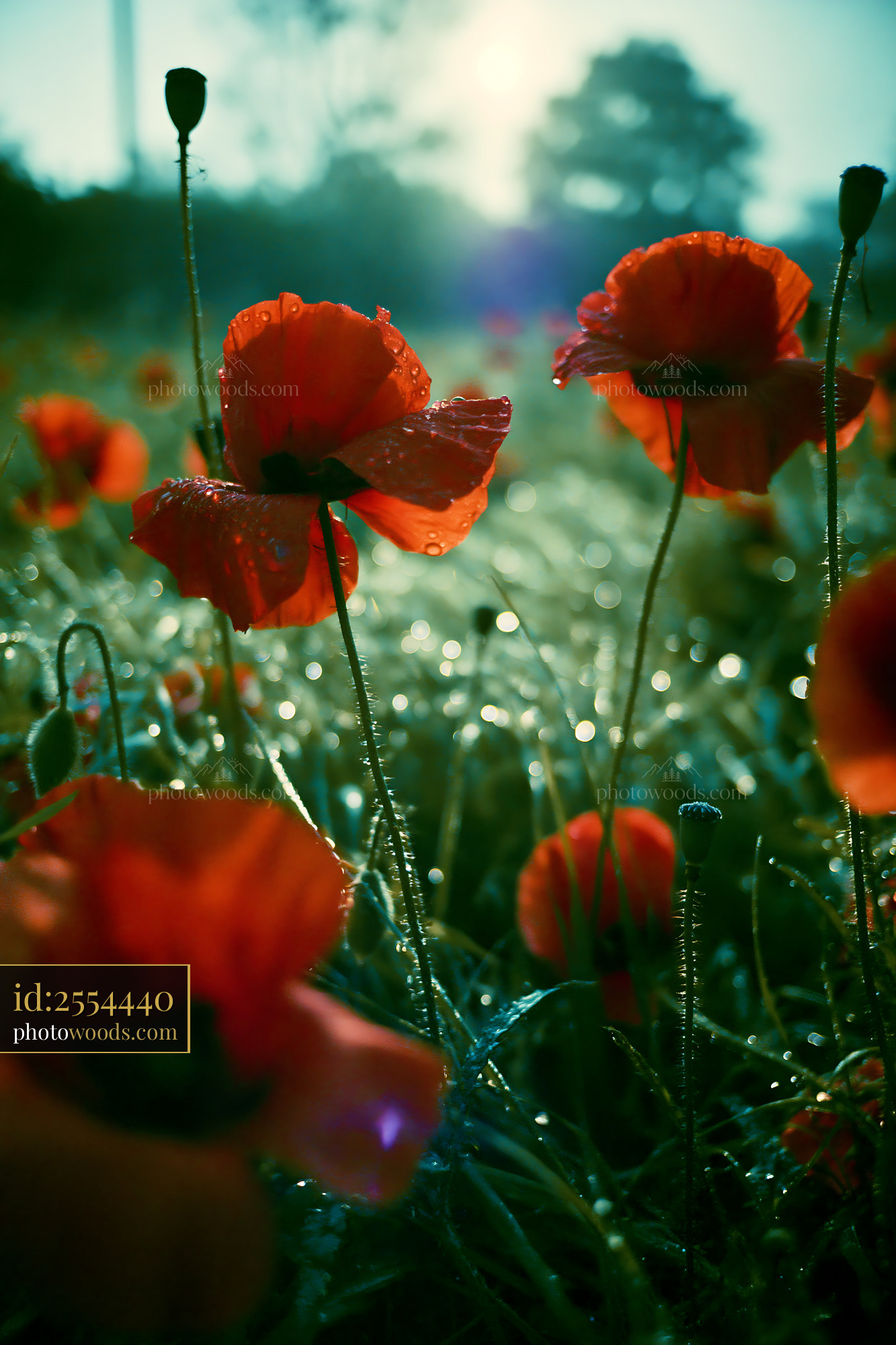 Poppy Flowers Blooming in Meadow at Dawn With Morning Dew