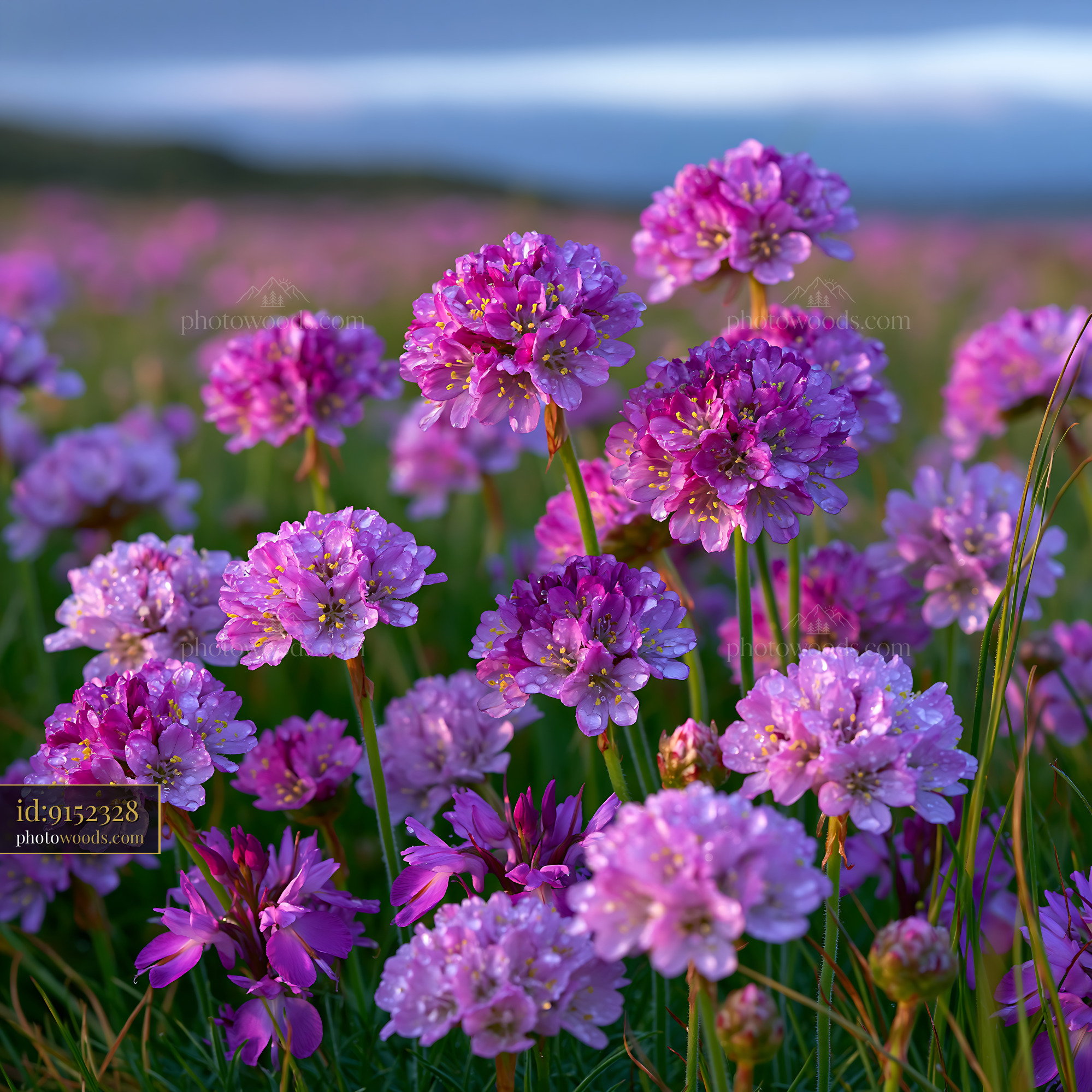 Coastal Meadow With Rare Sea Thrift and Orchids in Bloom