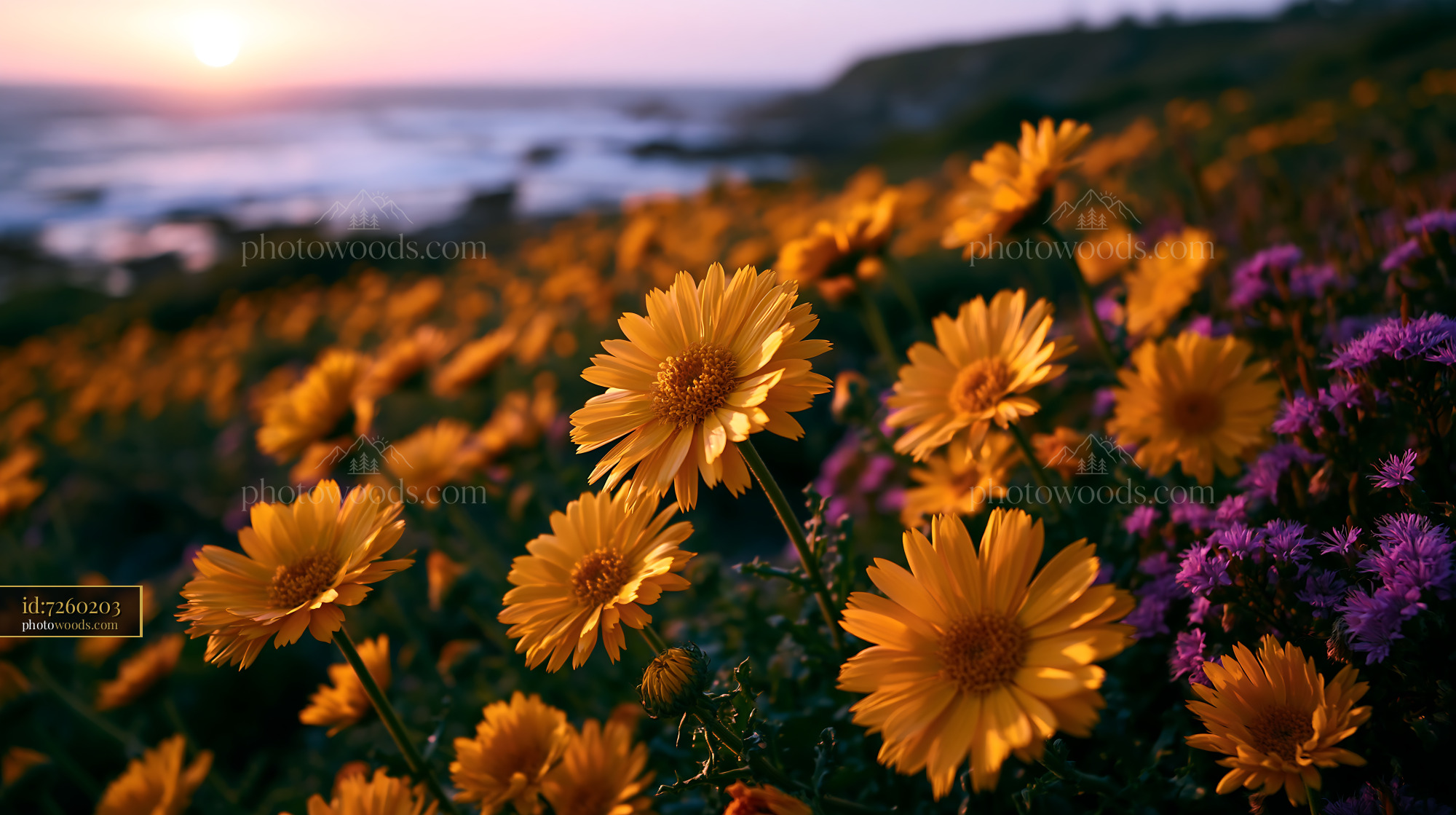 Flowers Bloom Under Sunset Sky Near Coastal Shore