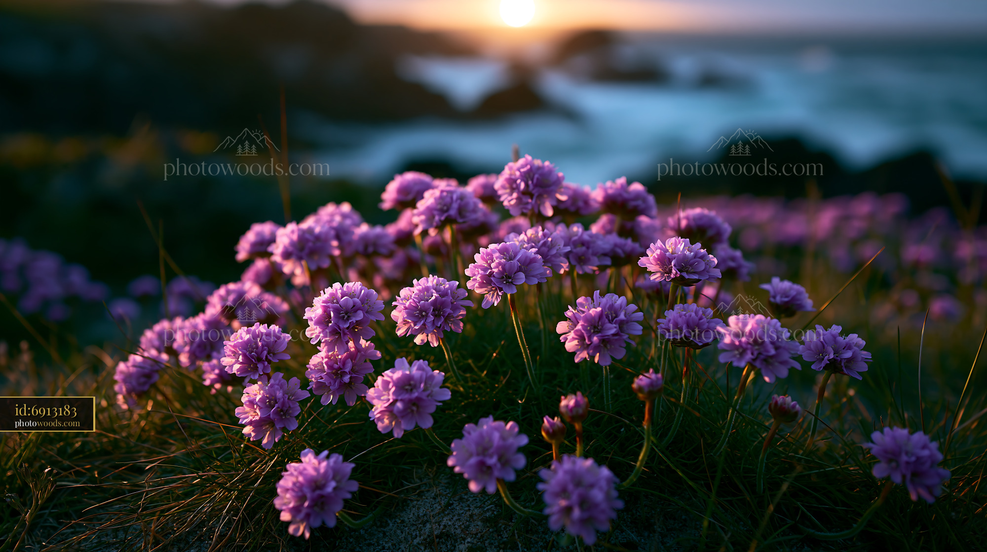 Purple Flowers Bloom at Sunset Near Ocean Waves