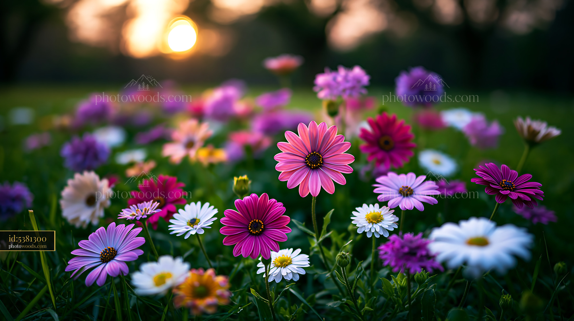 Flowers Bloom in a Garden During Sunset With Warm Sunlight