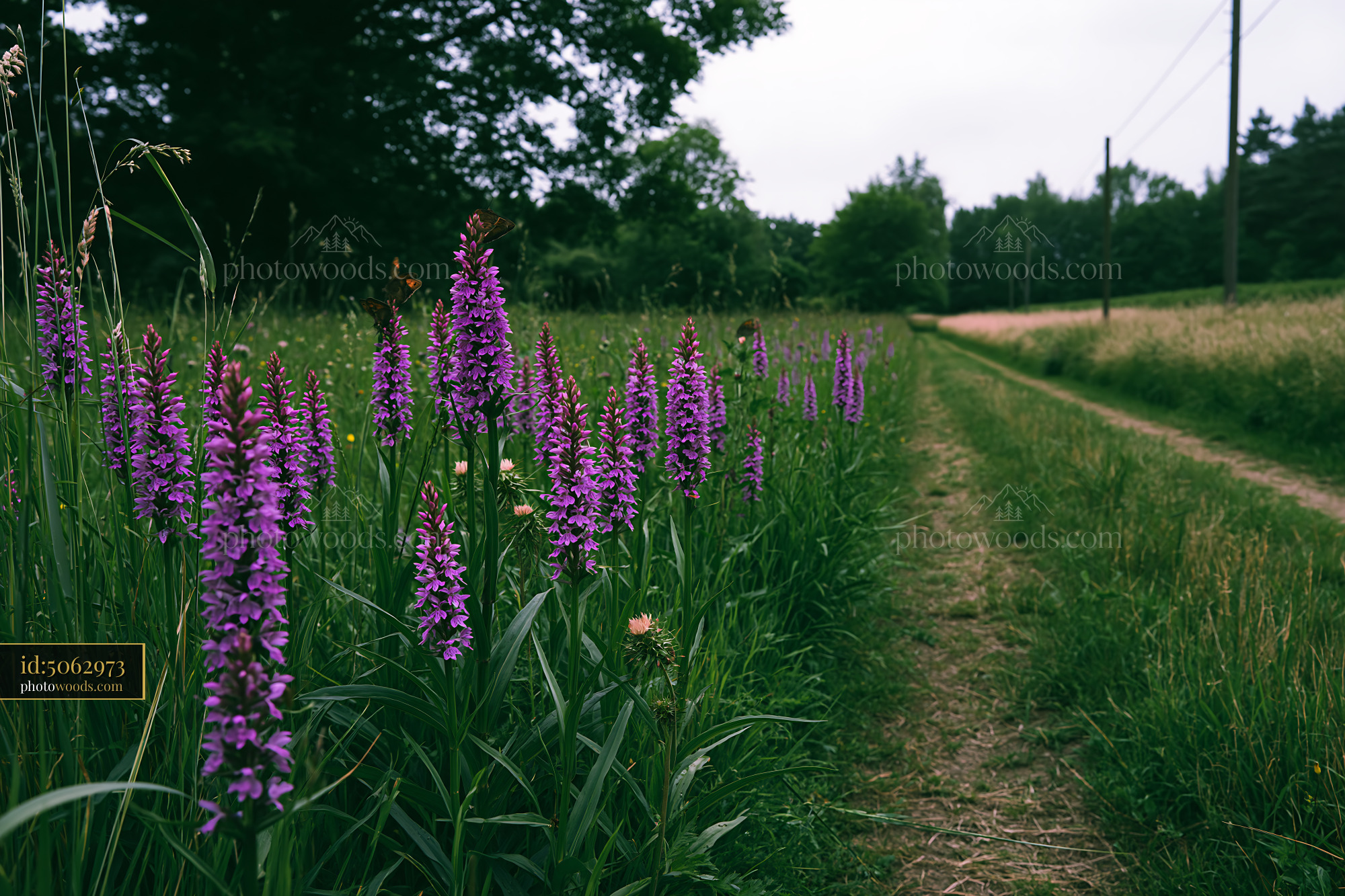 Purple Orchid Flowers Along a Dirt Path in a Meadow