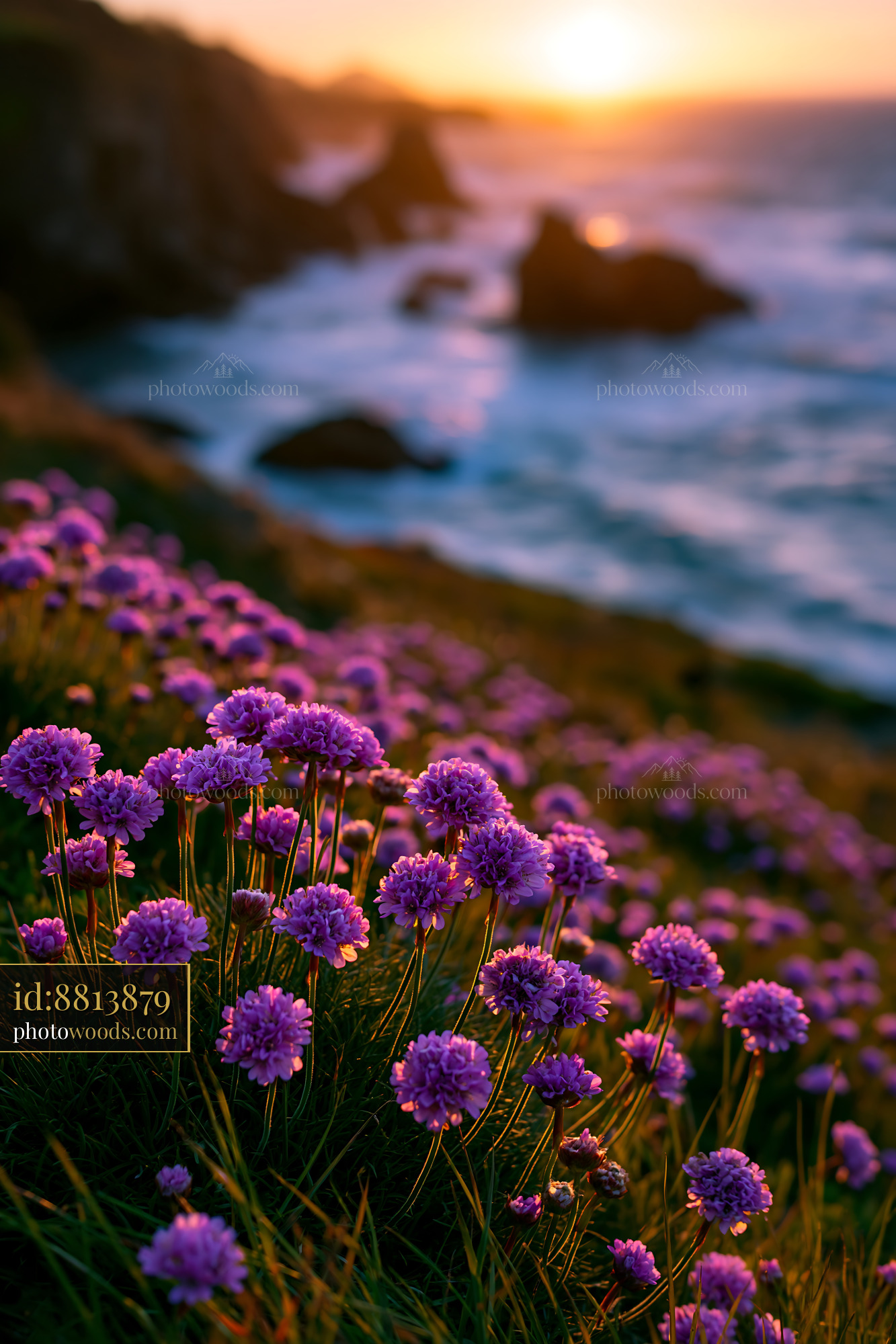 Purple Flowers Bloom by the Ocean at Sunset
