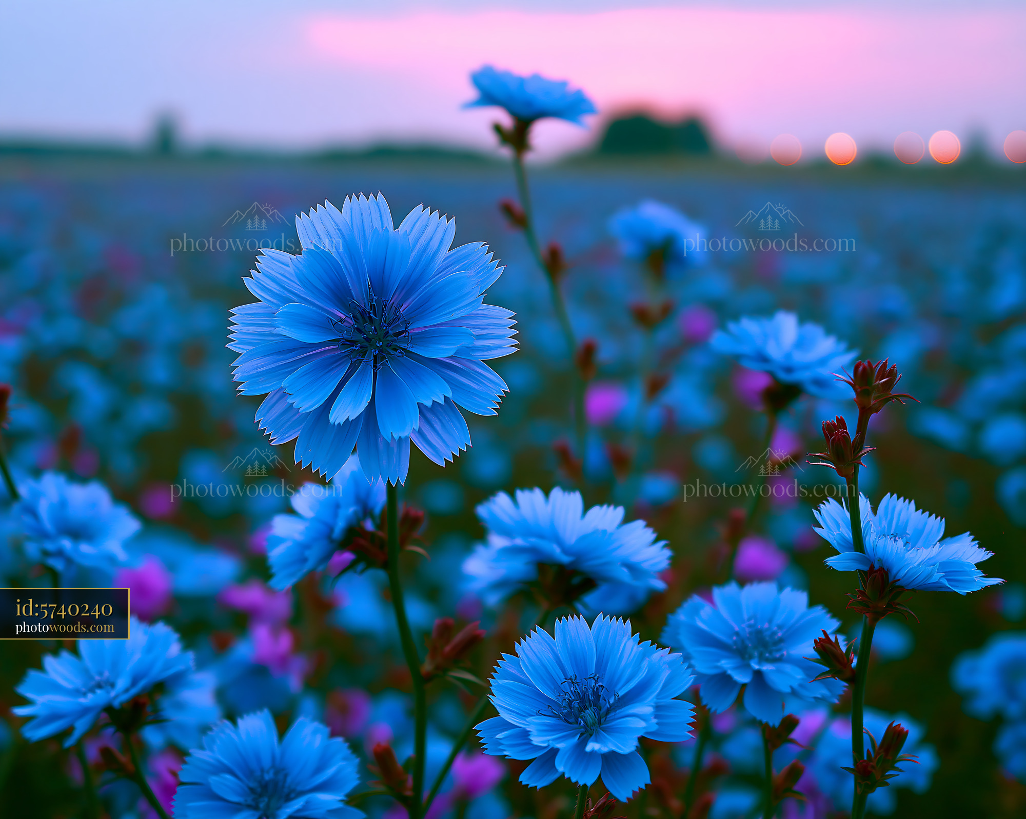 Blue Flowers Bloom in a Field During Sunset With Soft Lights