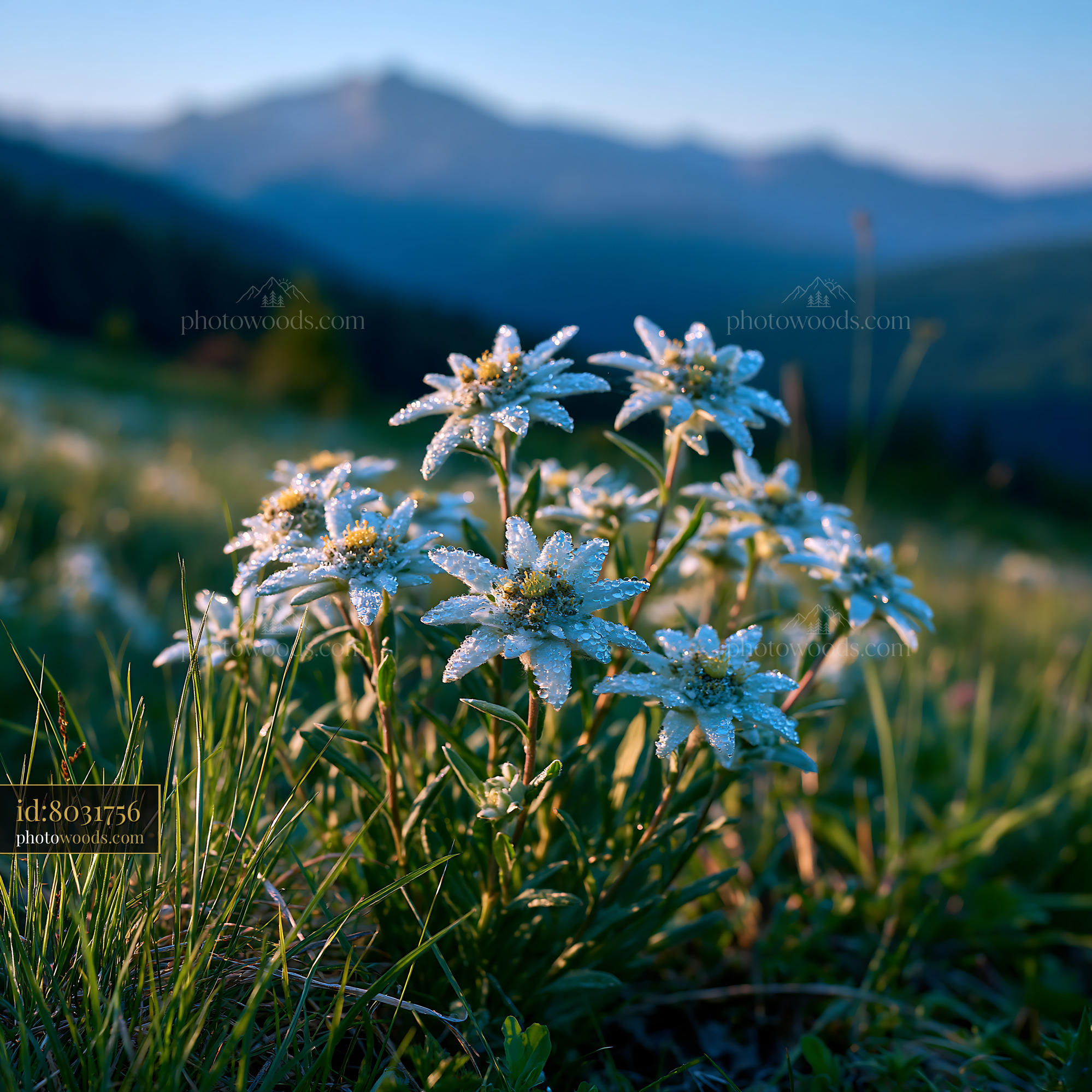 Edelweiss Flowers in an Alpine Meadow at Sunrise, Switzerland
