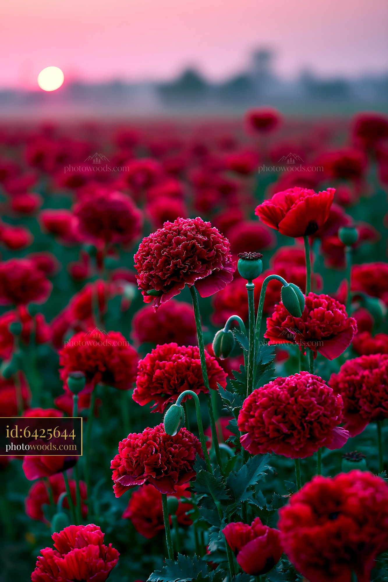 Poppies Bloom in a Field at Sunset With Colorful Petals and Stems