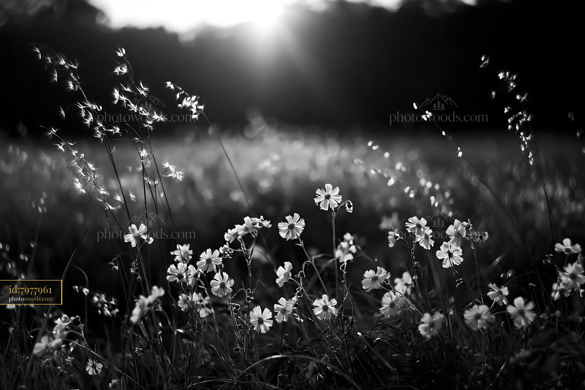 Violet Wildflowers Blooming in Meadow During Golden Hour