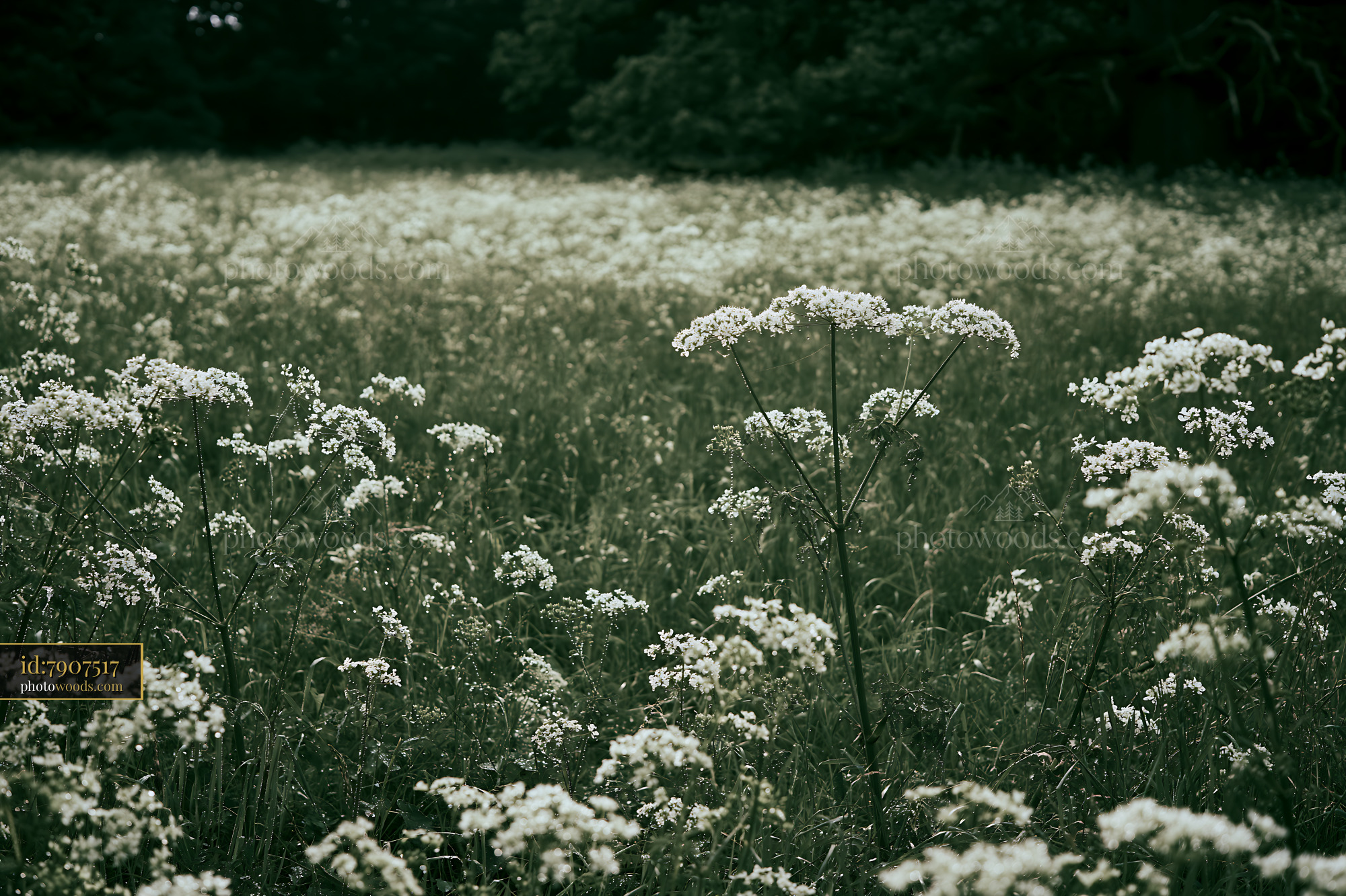 Cow Parsley Wildflower Field Blooming in Summer Sunlight