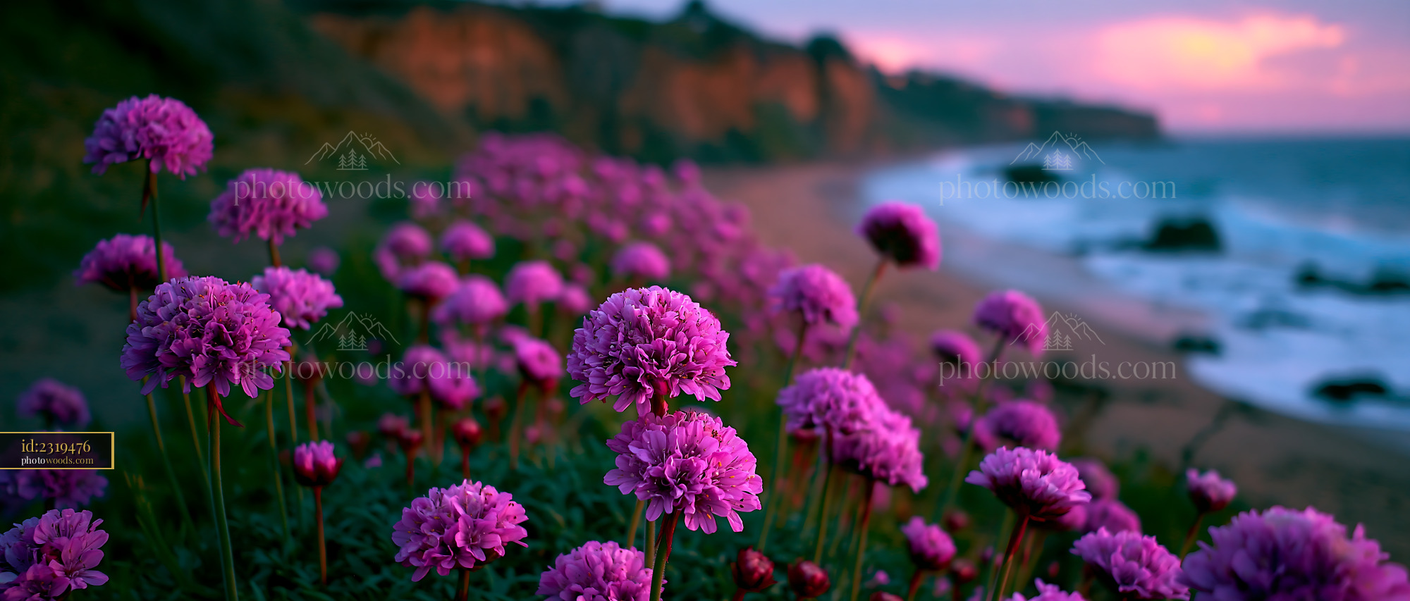 Flowers Bloom Along Beach With Waves and Cliffs in Background