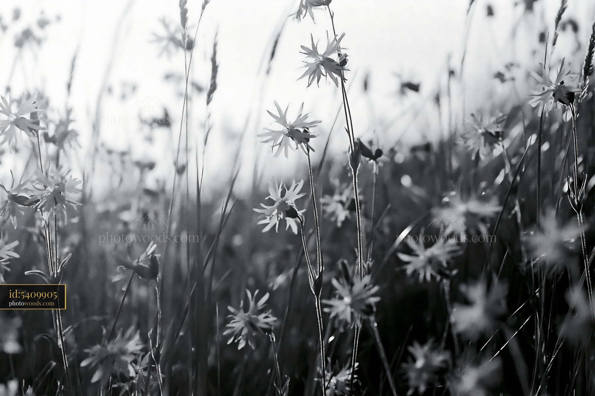 Ragged Robin Flowers in an Open Meadow During Springtime