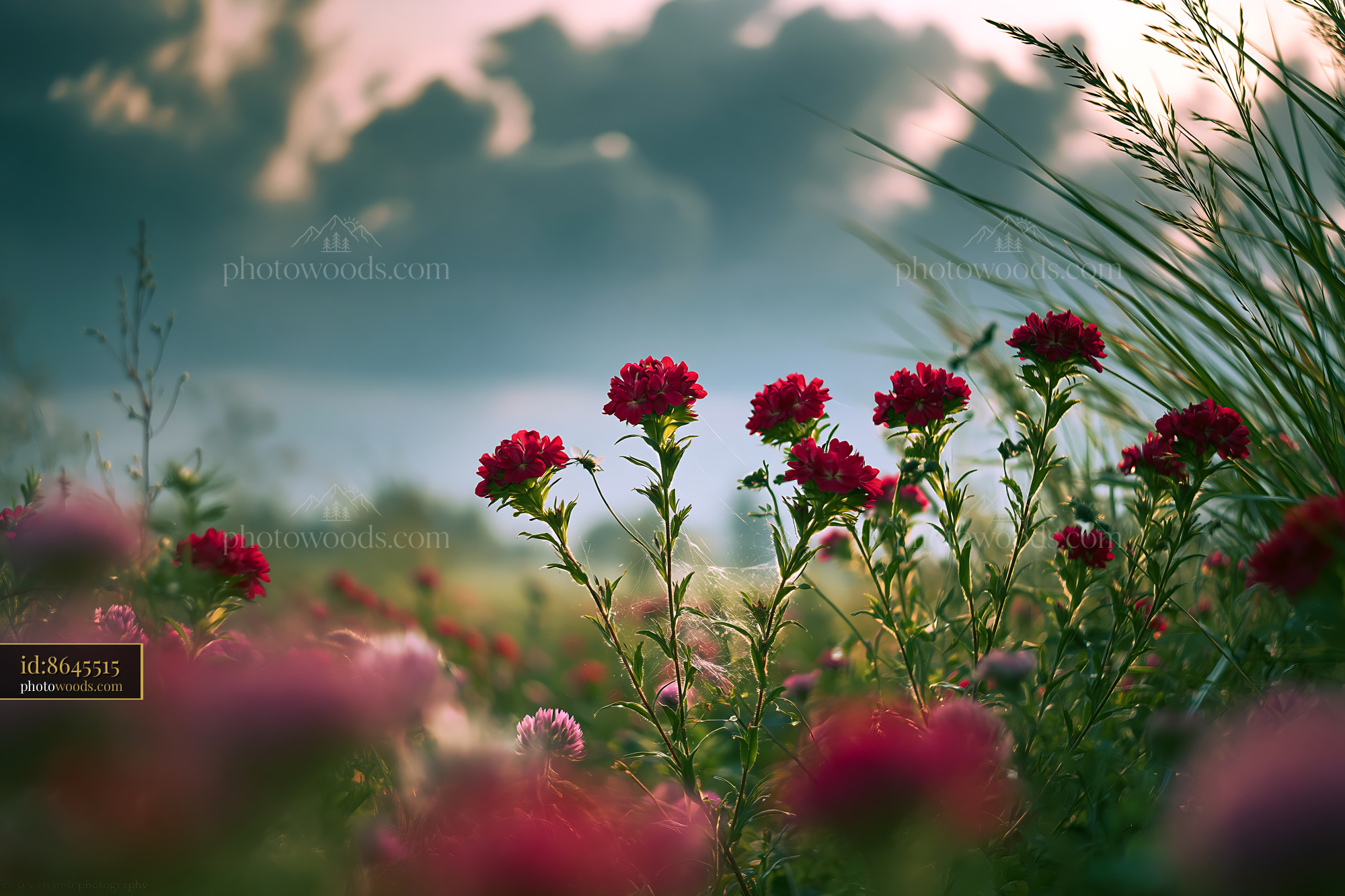 Pimpernel Wildflowers Blooming in a Meadow at Sunset