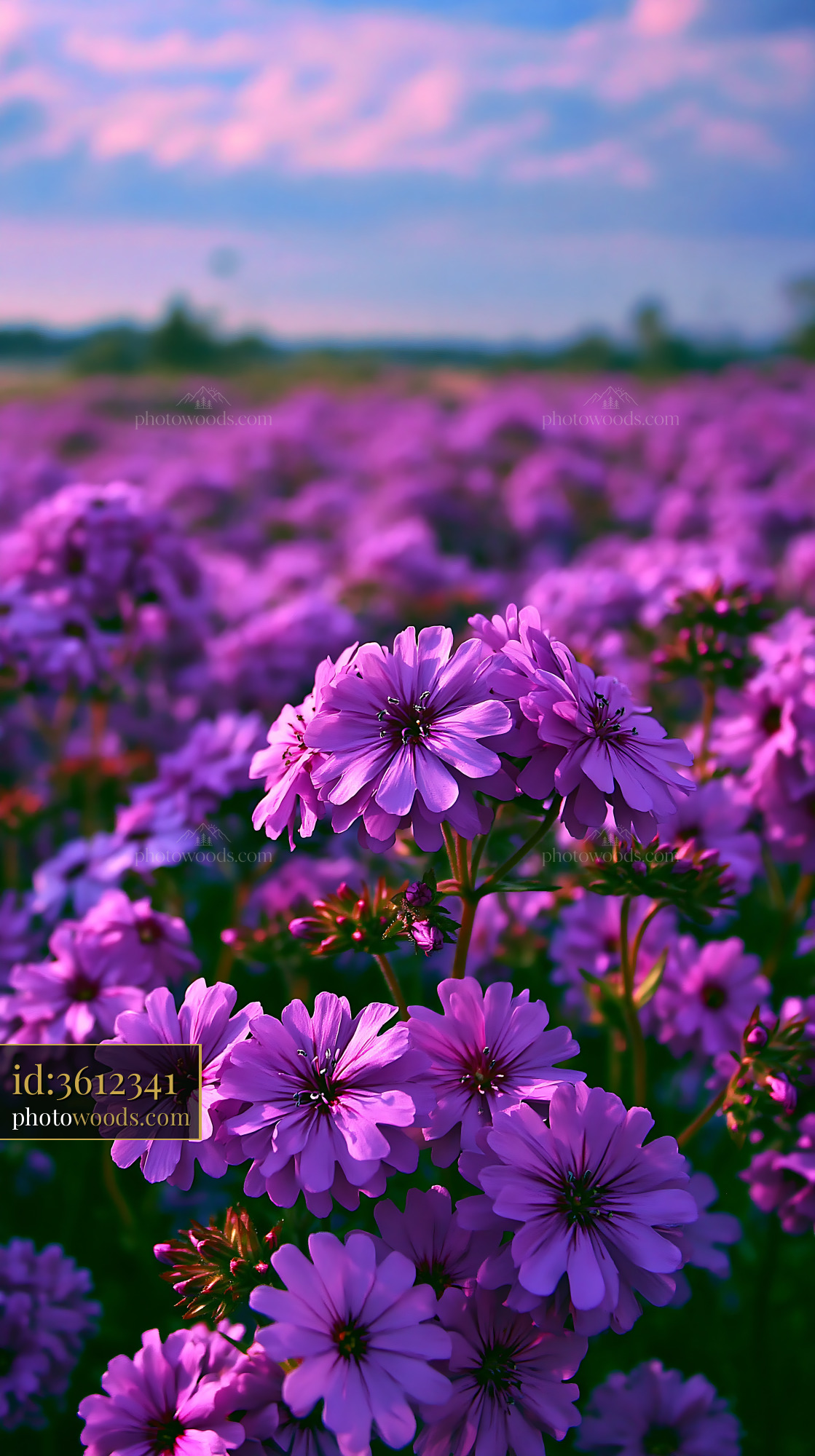 Purple Flowers Bloom in a Field Under a Blue Sky at Sunset