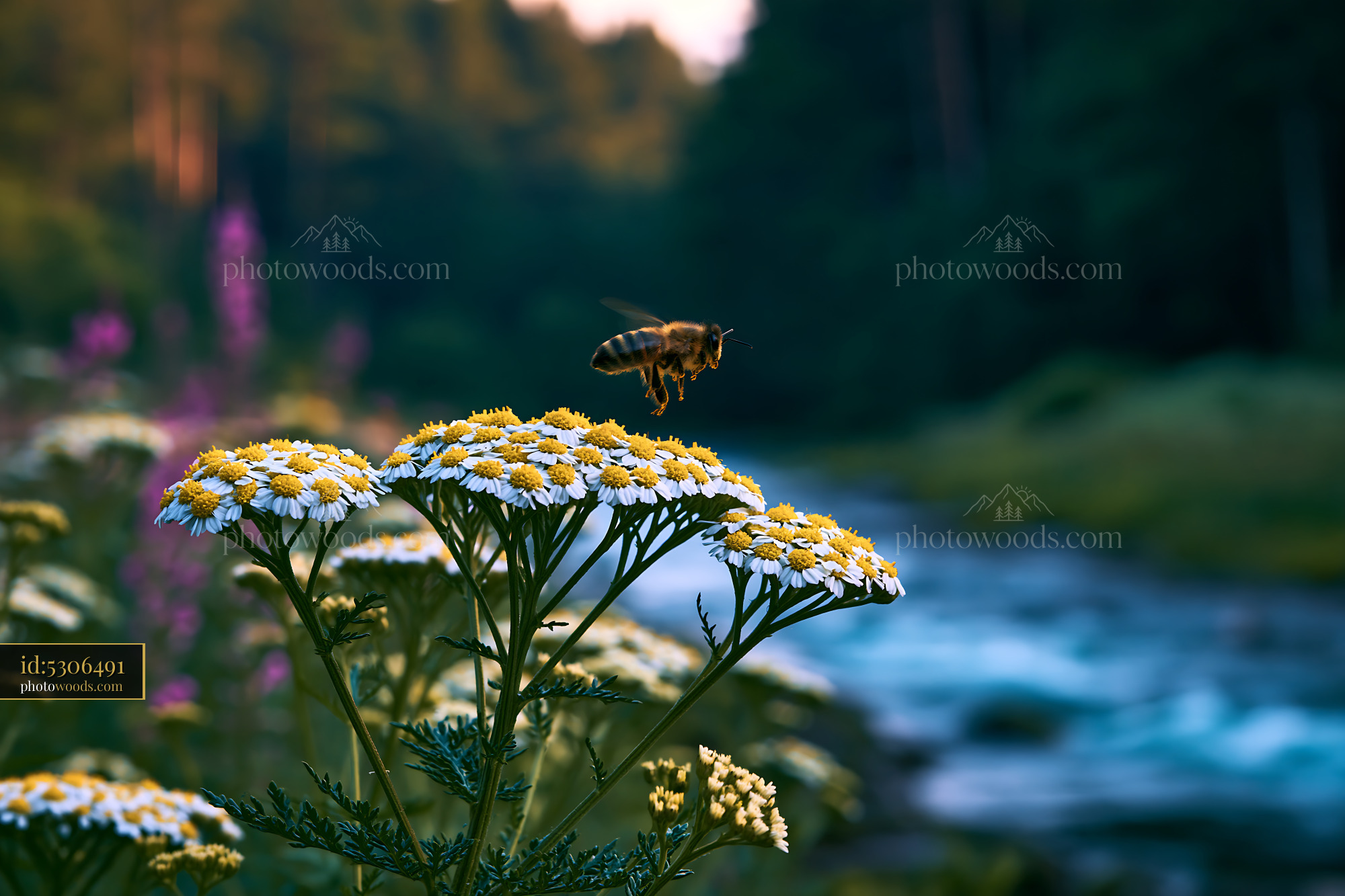 Yarrow Wildflowers Blooming by the River in Springtime