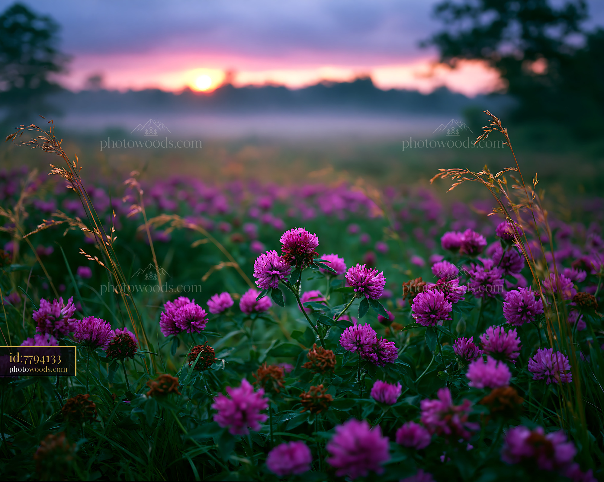Red Clover Flowers in Meadow at Sunrise