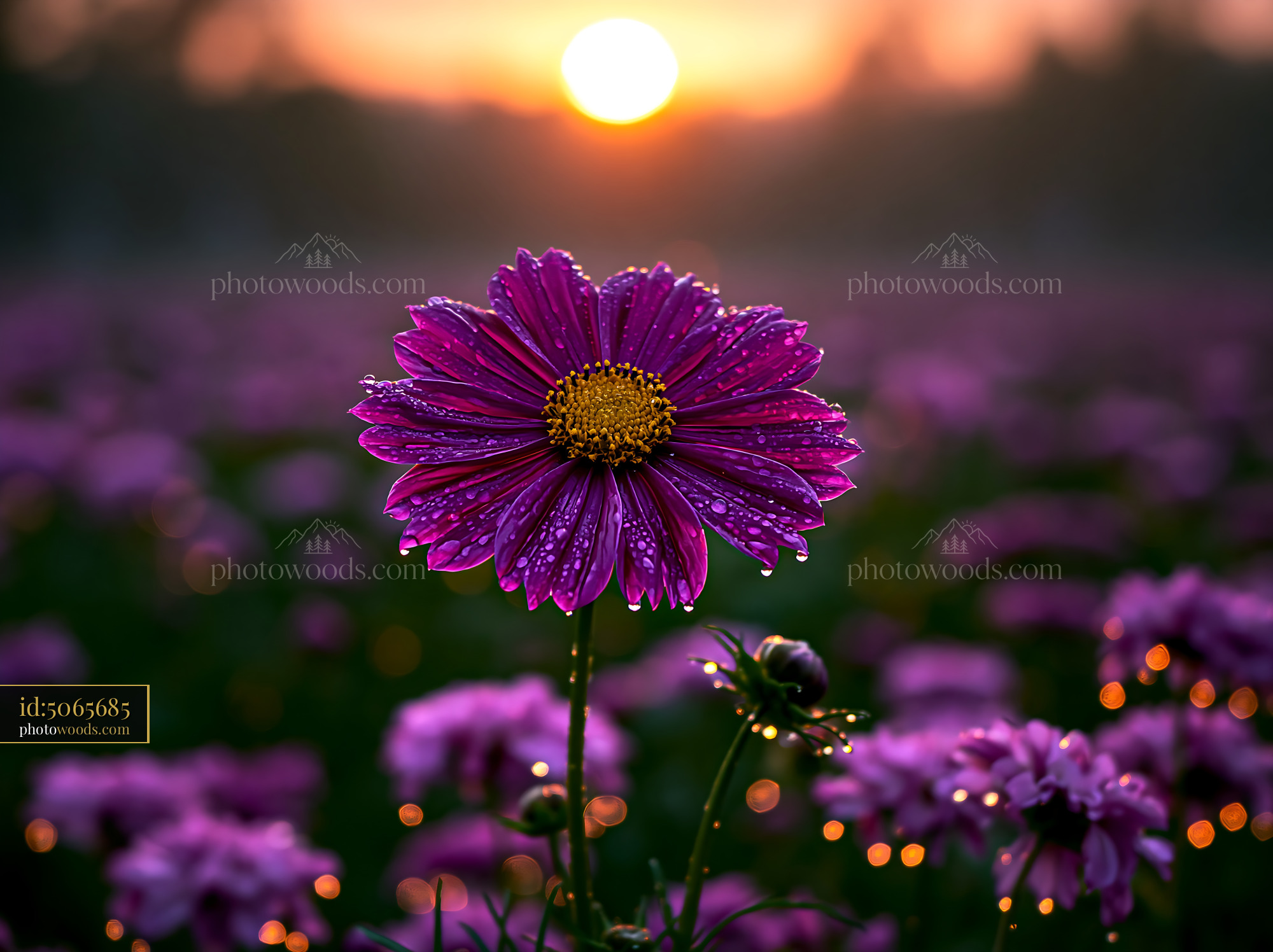 Flower Stands Tall in a Field With Sunlight and Dew Drops