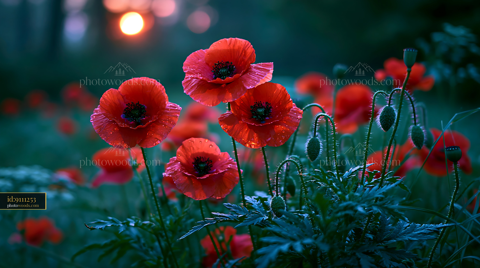 Poppies Bloom in Field During Sunset With Evening Light