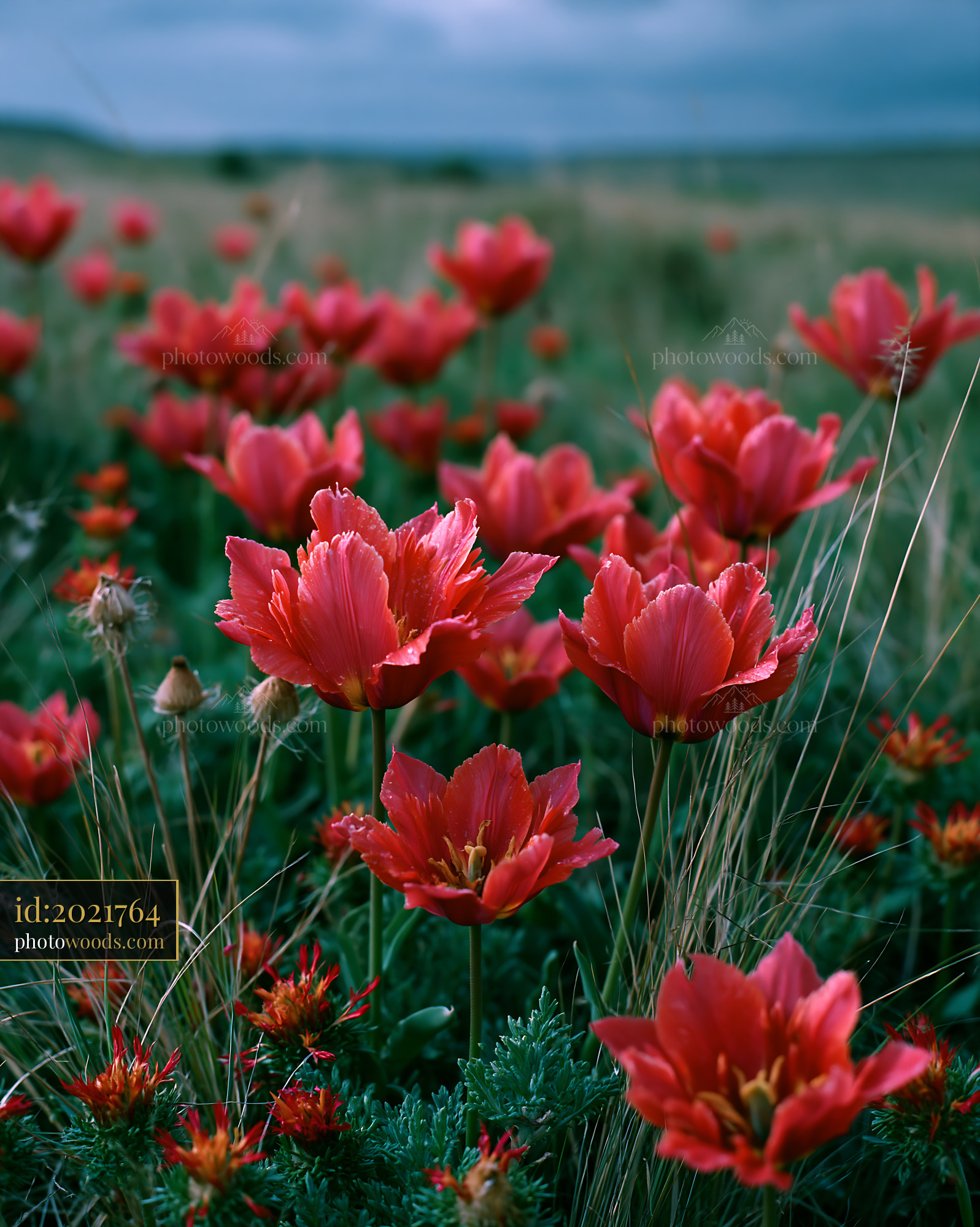 Wild Tulips Flowering in a Steppe Landscape During Spring