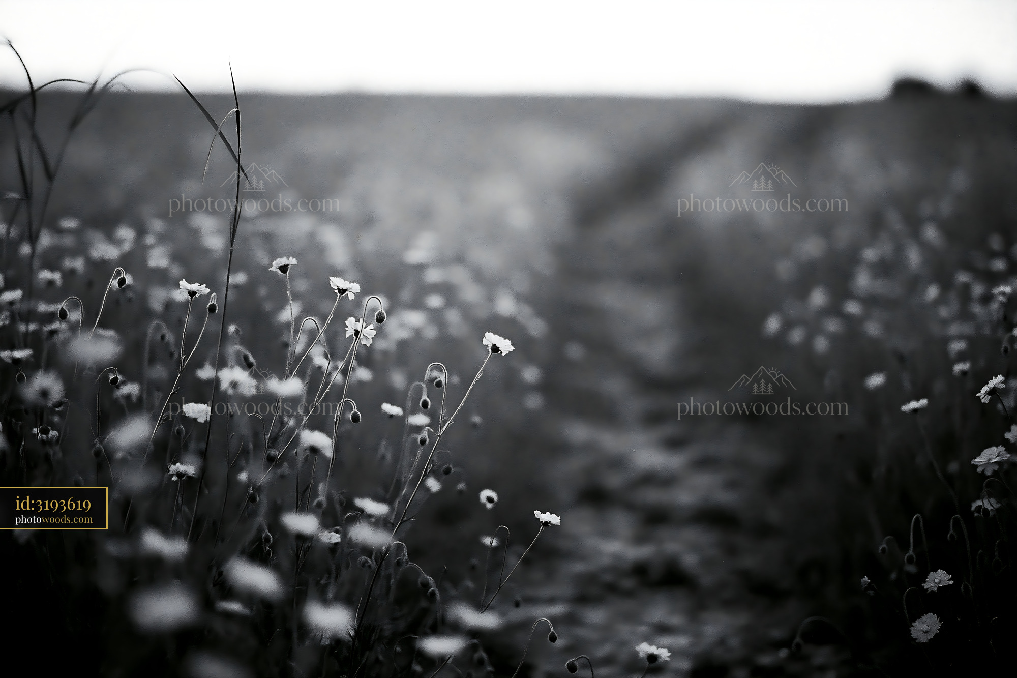 Wildflowers in Meadow Along a Quiet Country Path