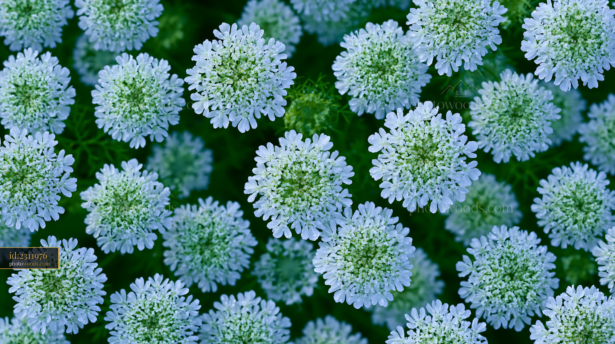 Wild Carrot Flowers Blooming in a Green Meadow