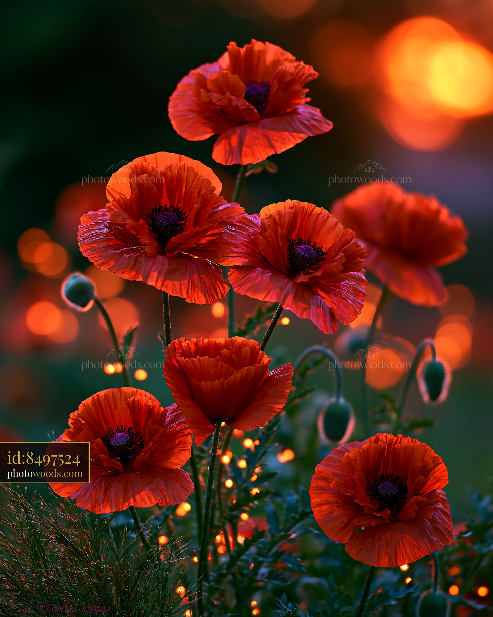 Red Poppies Bloom With Warm Light During Sunset in the Garden