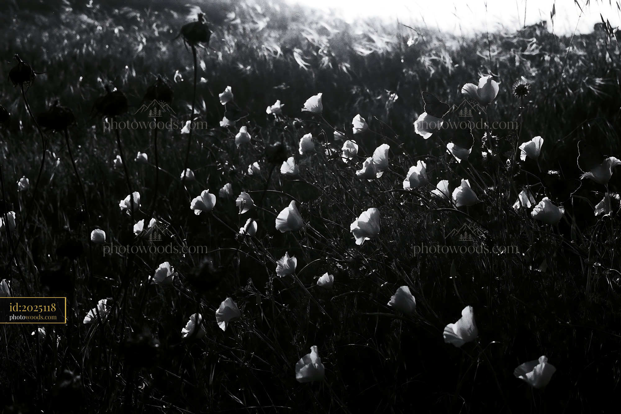 California Poppy Wildflowers in a Meadow During Blooming Season